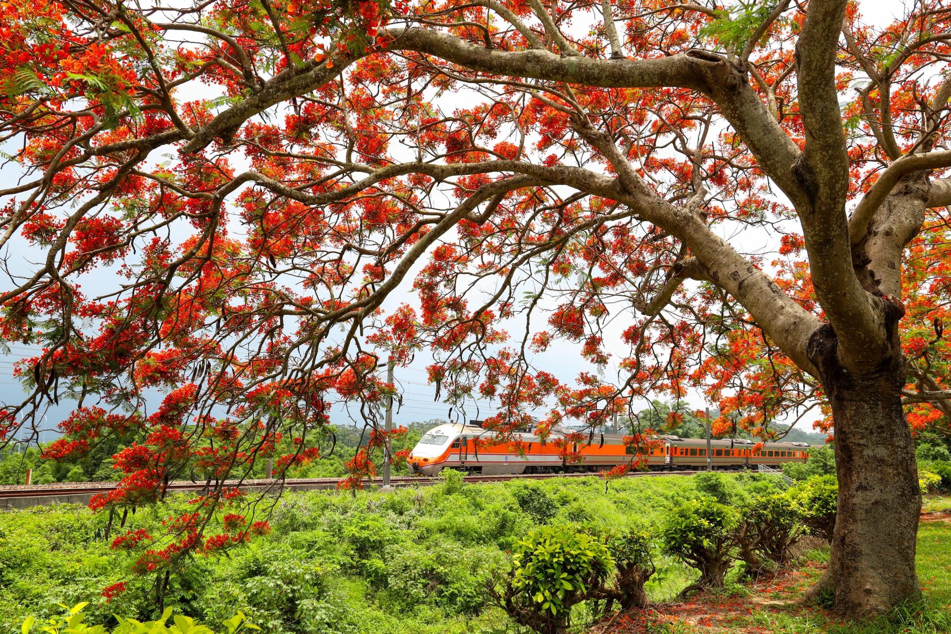 European Photography Awards Winner - Poinciana