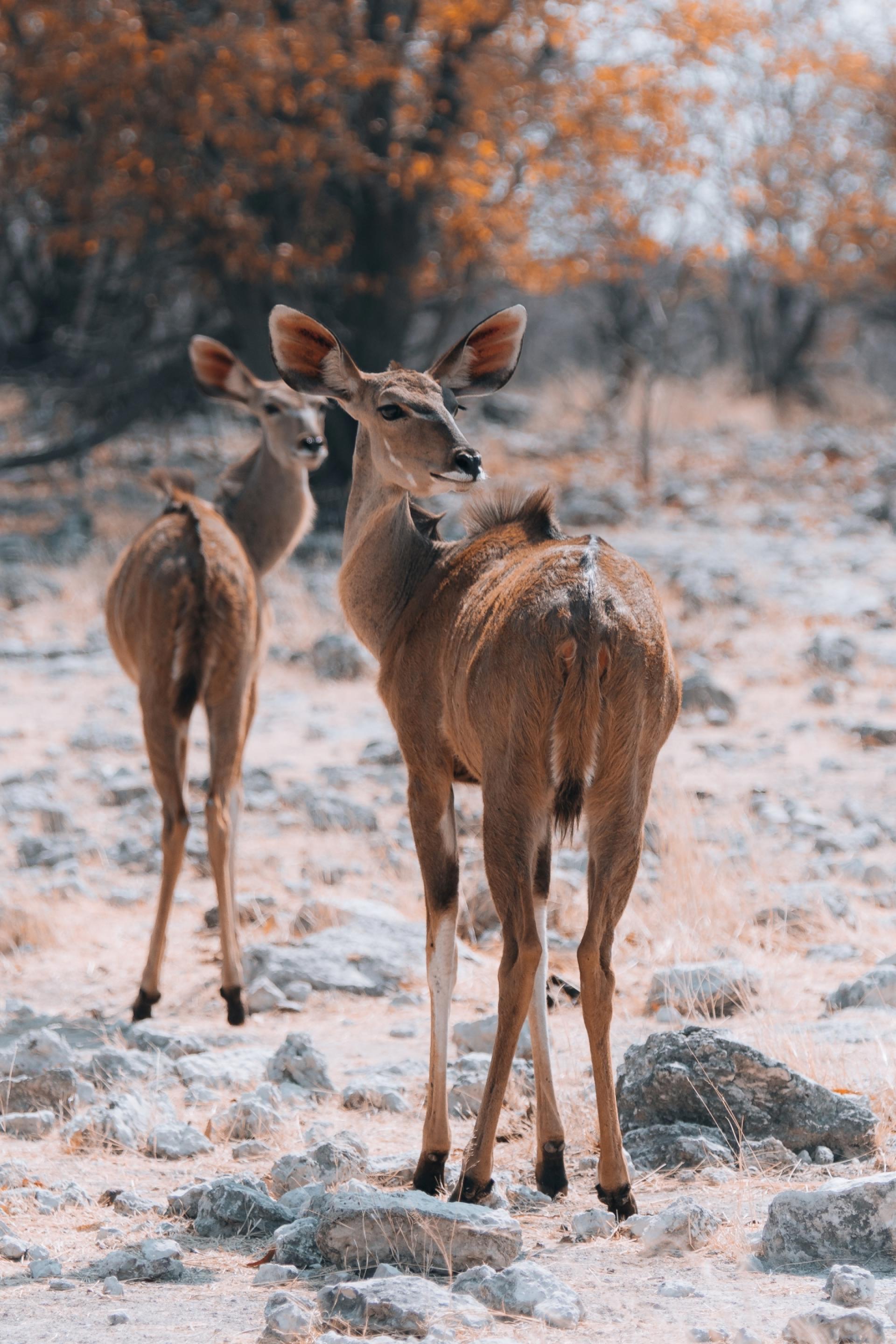 European Photography Awards Winner - Psyche