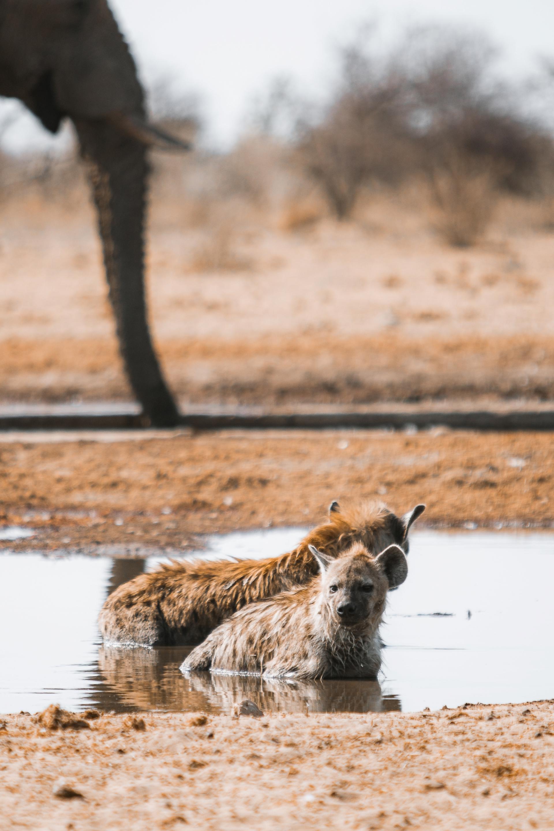 European Photography Awards Winner - Psyche