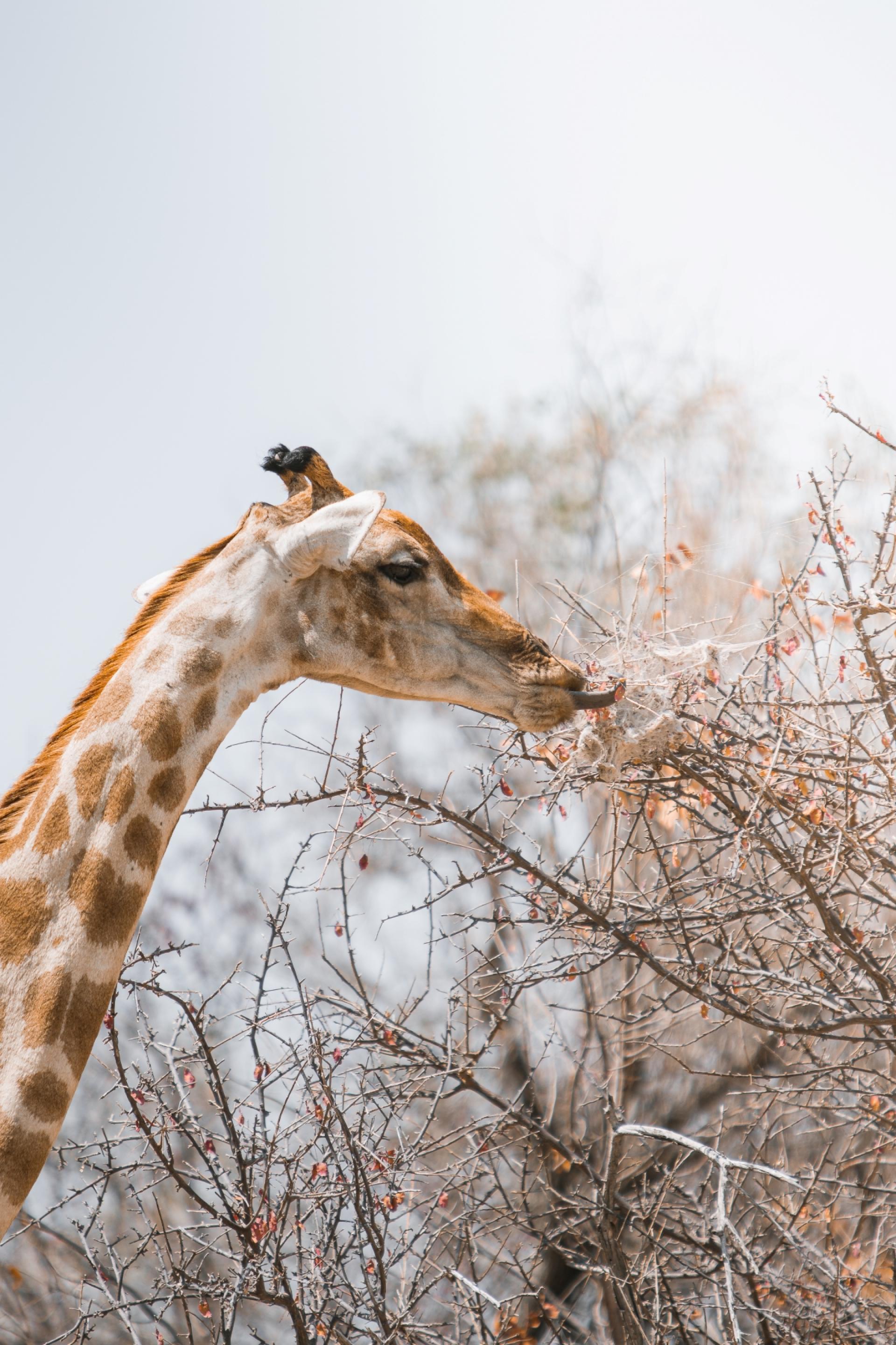 European Photography Awards Winner - Psyche