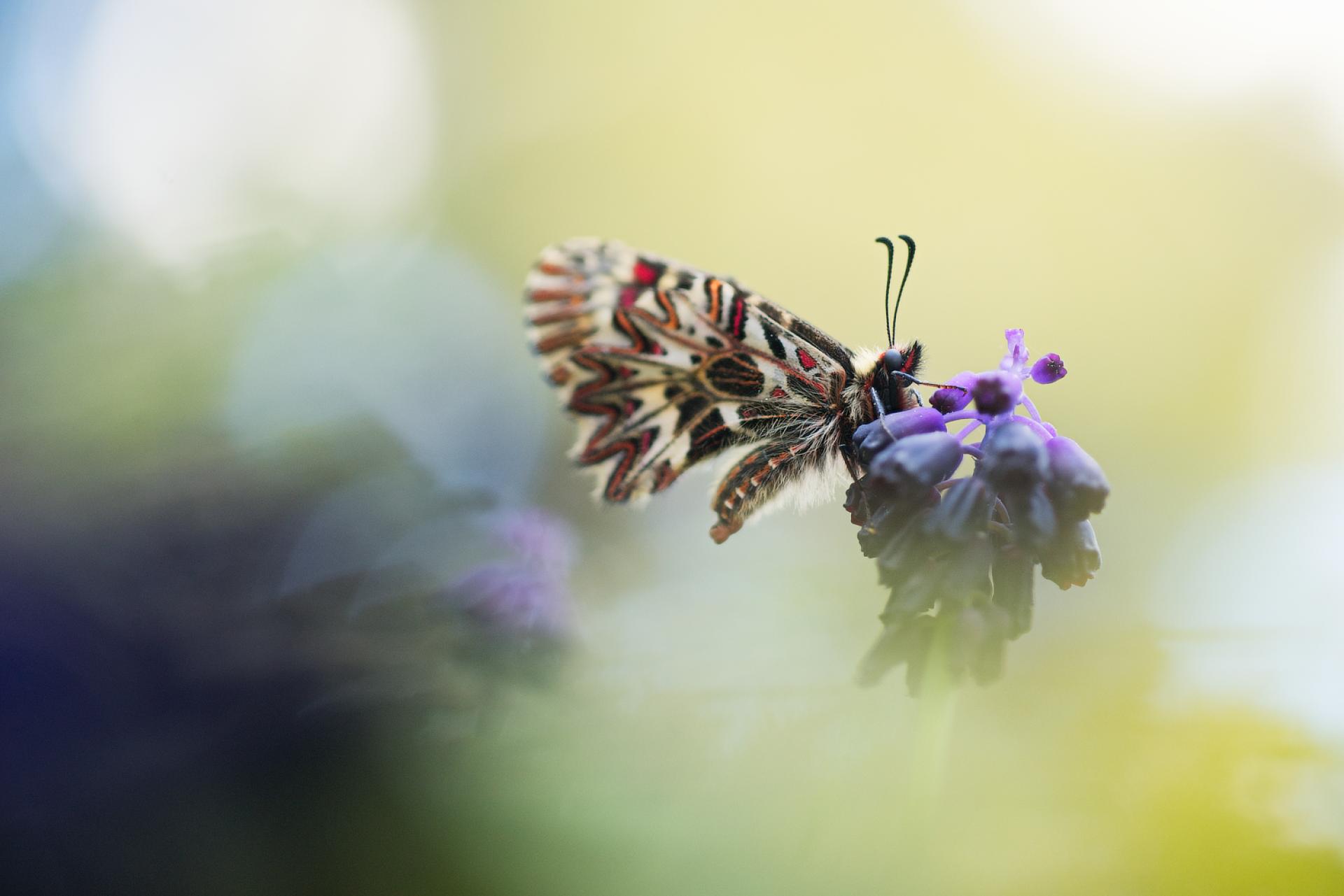 European Photography Awards Winner - Living in a world of colours