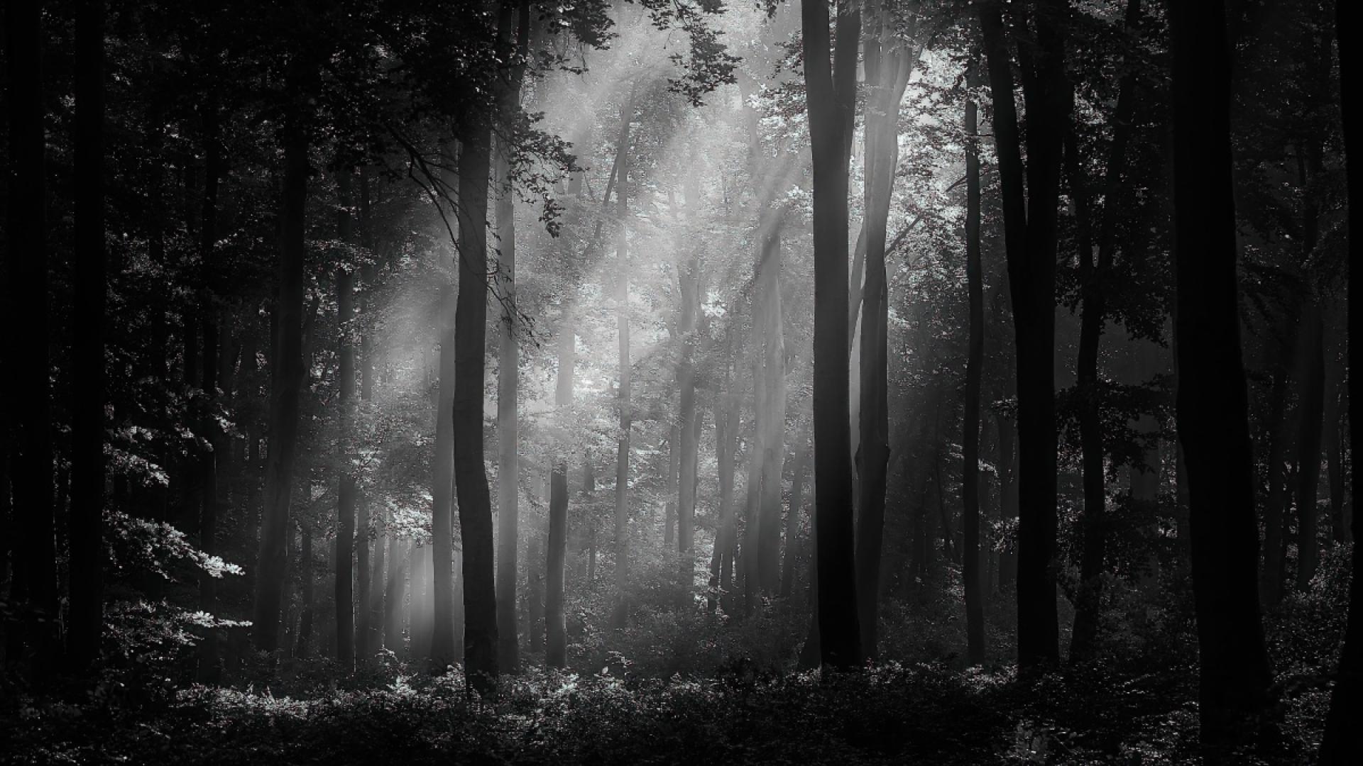 European Photography Awards Winner - Forest lights