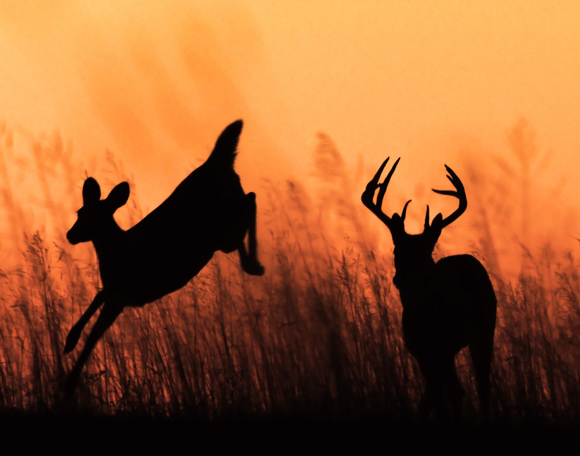 European Photography Awards Winner - Silhouetted at Sunset