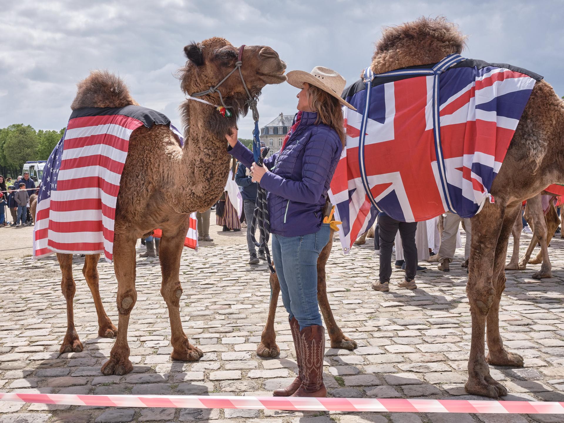 European Photography Awards Winner - The controversial camelid parade