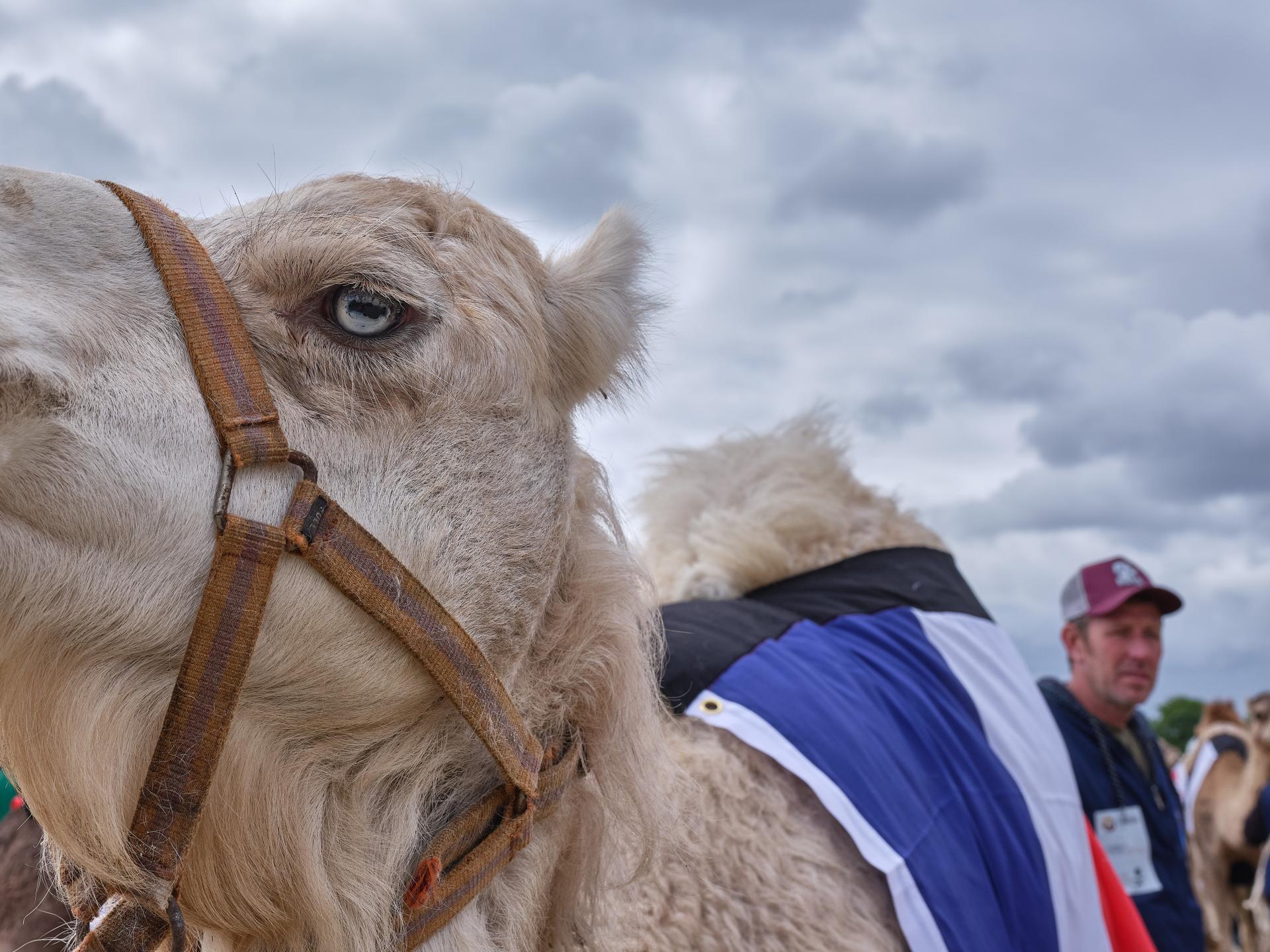 European Photography Awards Winner - The controversial camelid parade