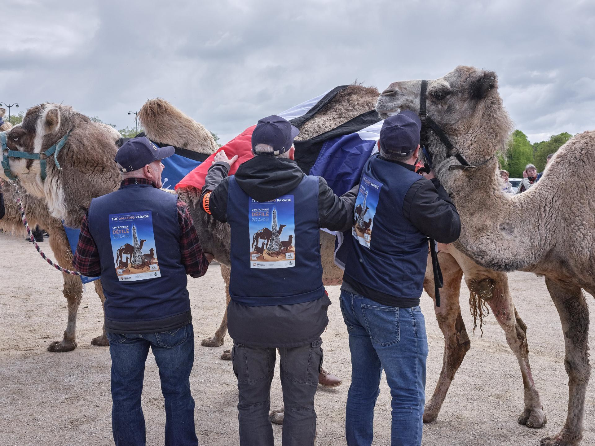 European Photography Awards Winner - The controversial camelid parade