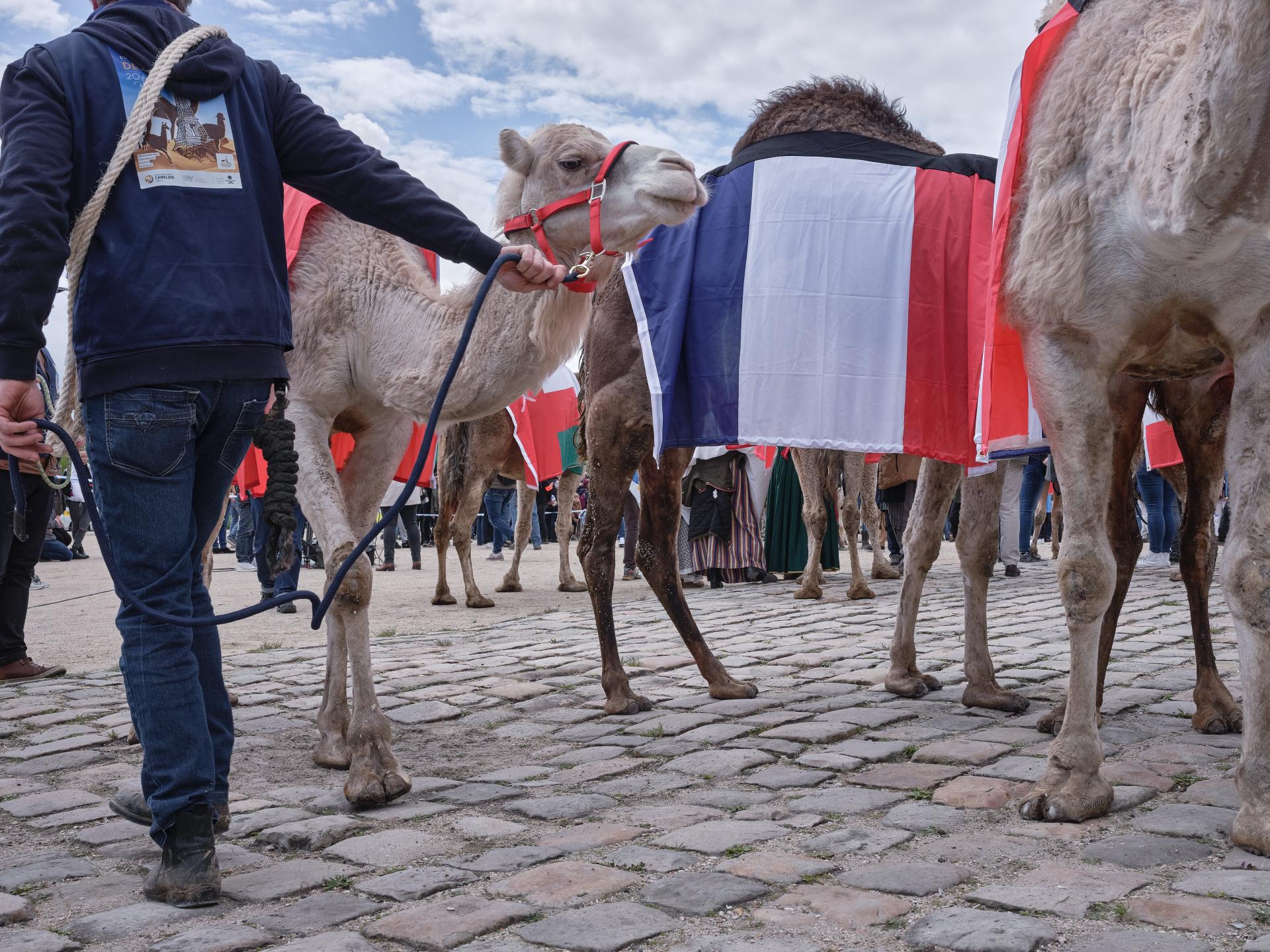 European Photography Awards Winner - The controversial camelid parade