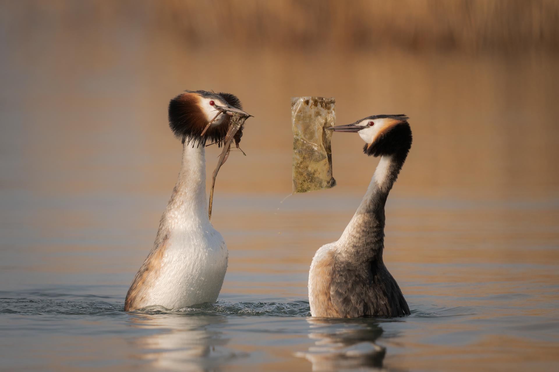 European Photography Awards Winner - The plastic gift