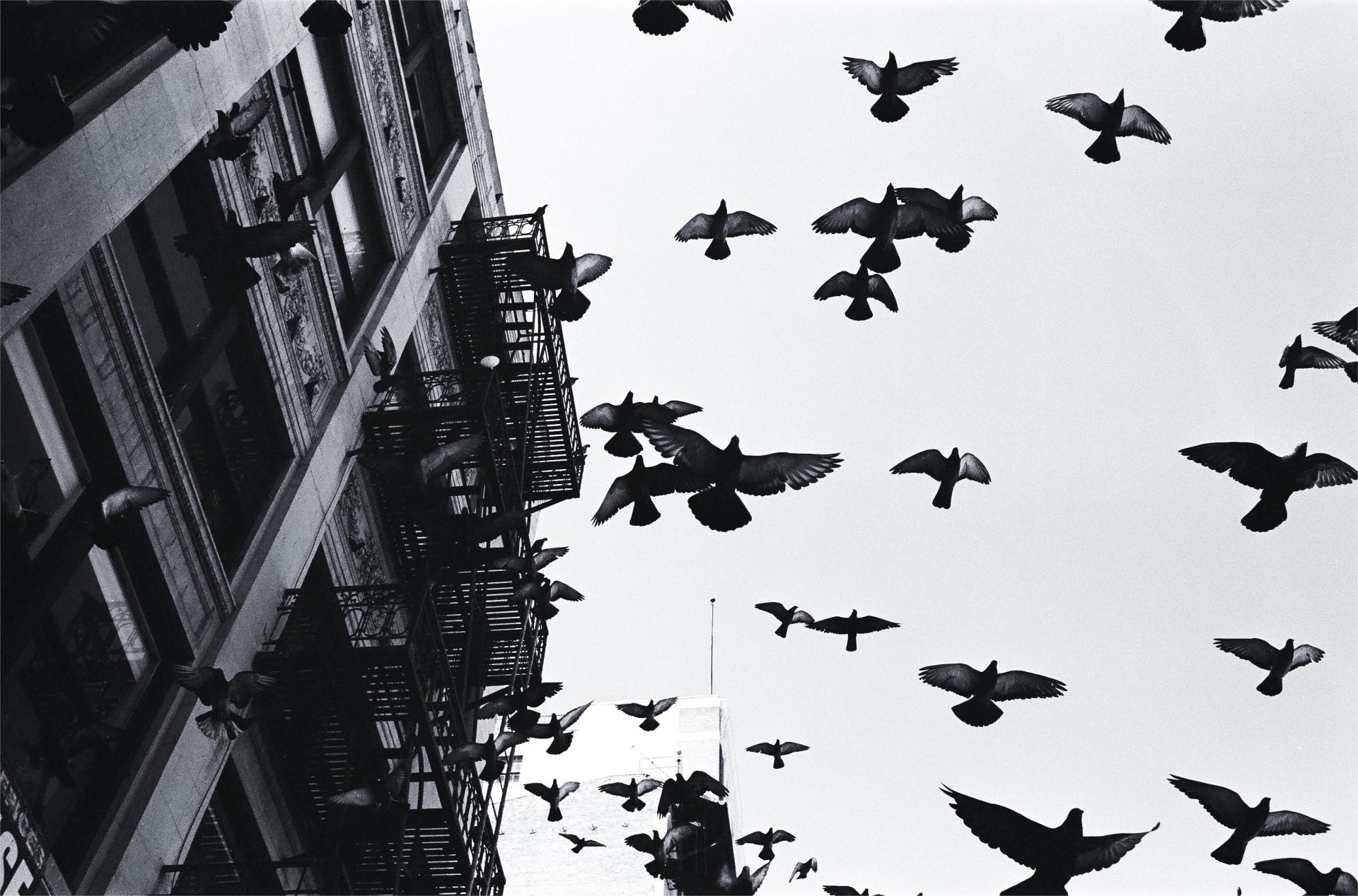 European Photography Awards Winner - Birds On the Broadway