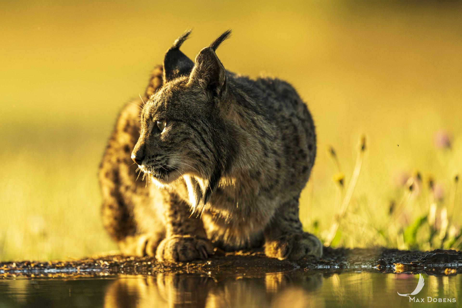 European Photography Awards Winner - Eye Contact - The Iberian Lynx