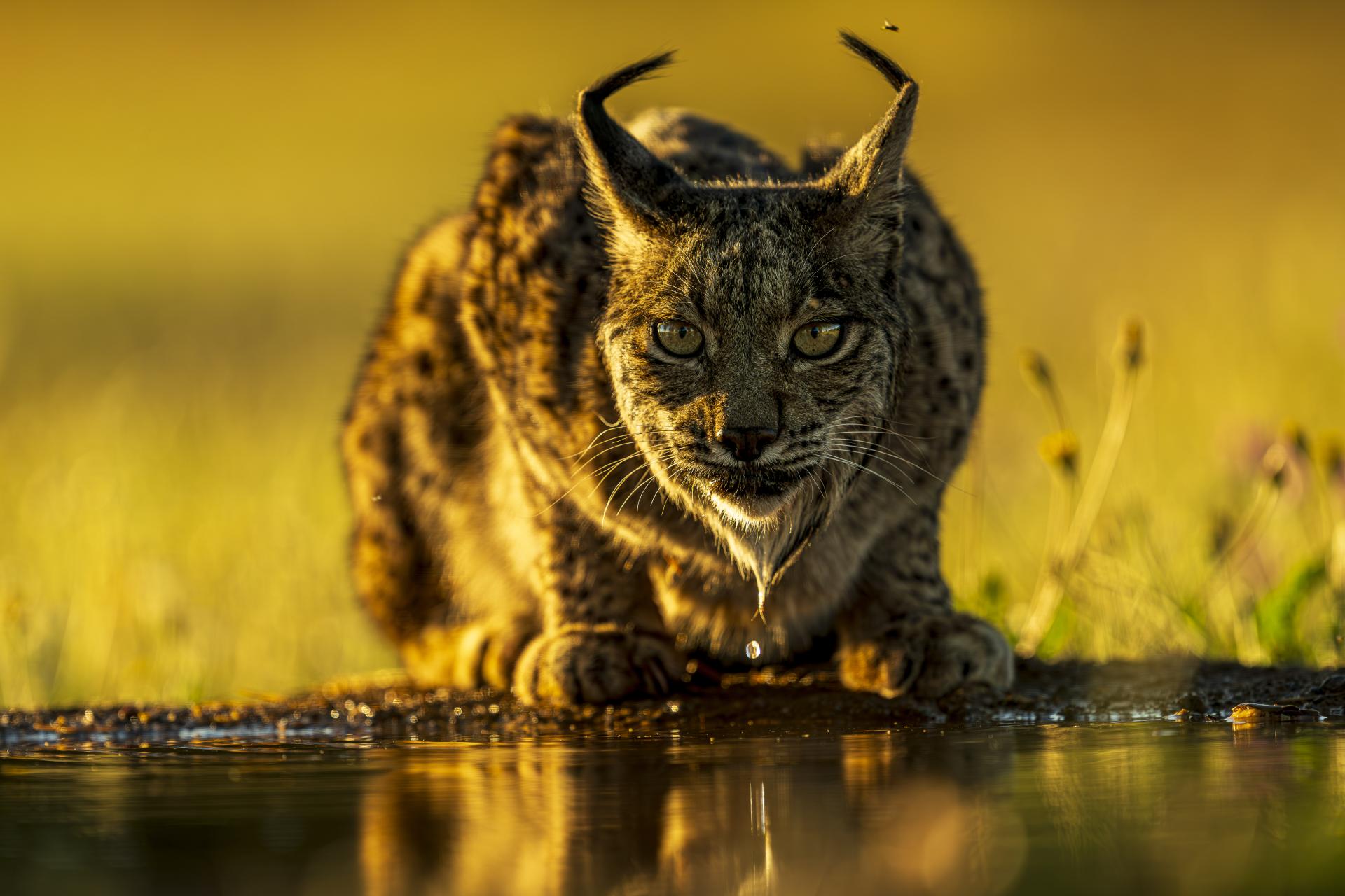 European Photography Awards Winner - Eye Contact - The Iberian Lynx