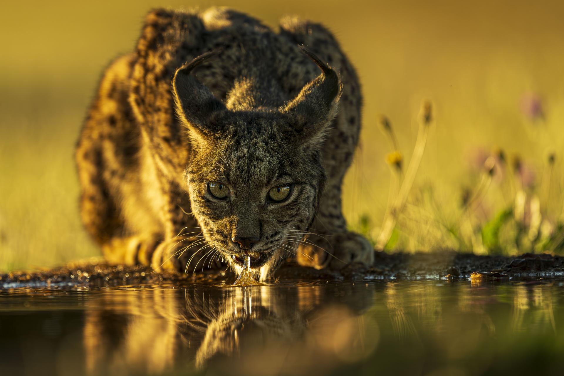 European Photography Awards Winner - Eye Contact - The Iberian Lynx