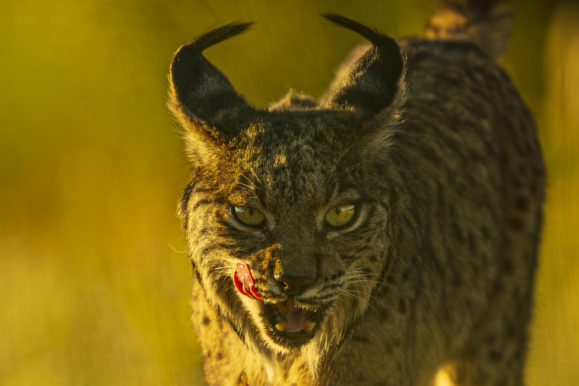 European Photography Awards Winner - Eye Contact - The Iberian Lynx