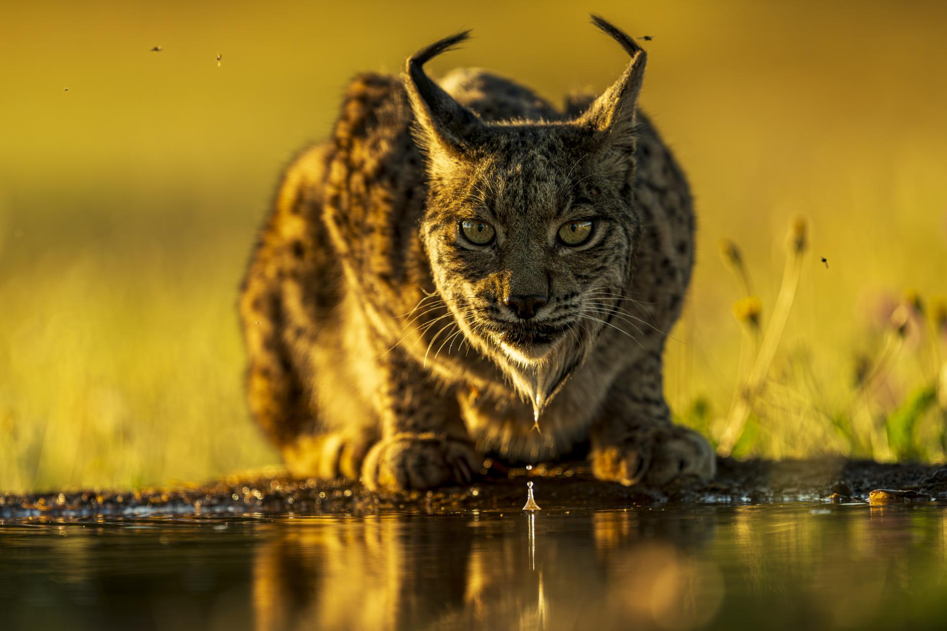 European Photography Awards Winner - Eye Contact - The Iberian Lynx