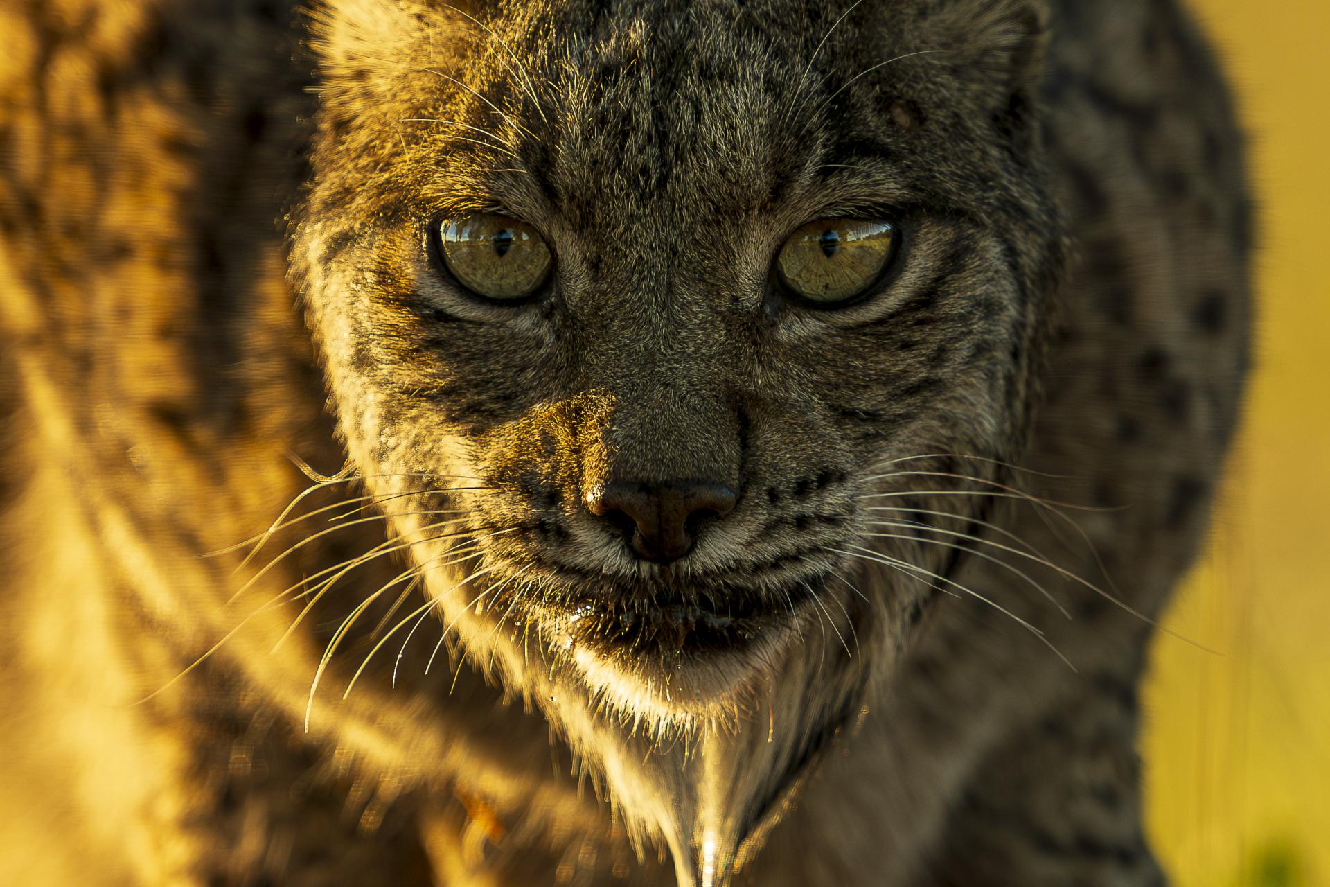 European Photography Awards Winner - Eye Contact - The Iberian Lynx