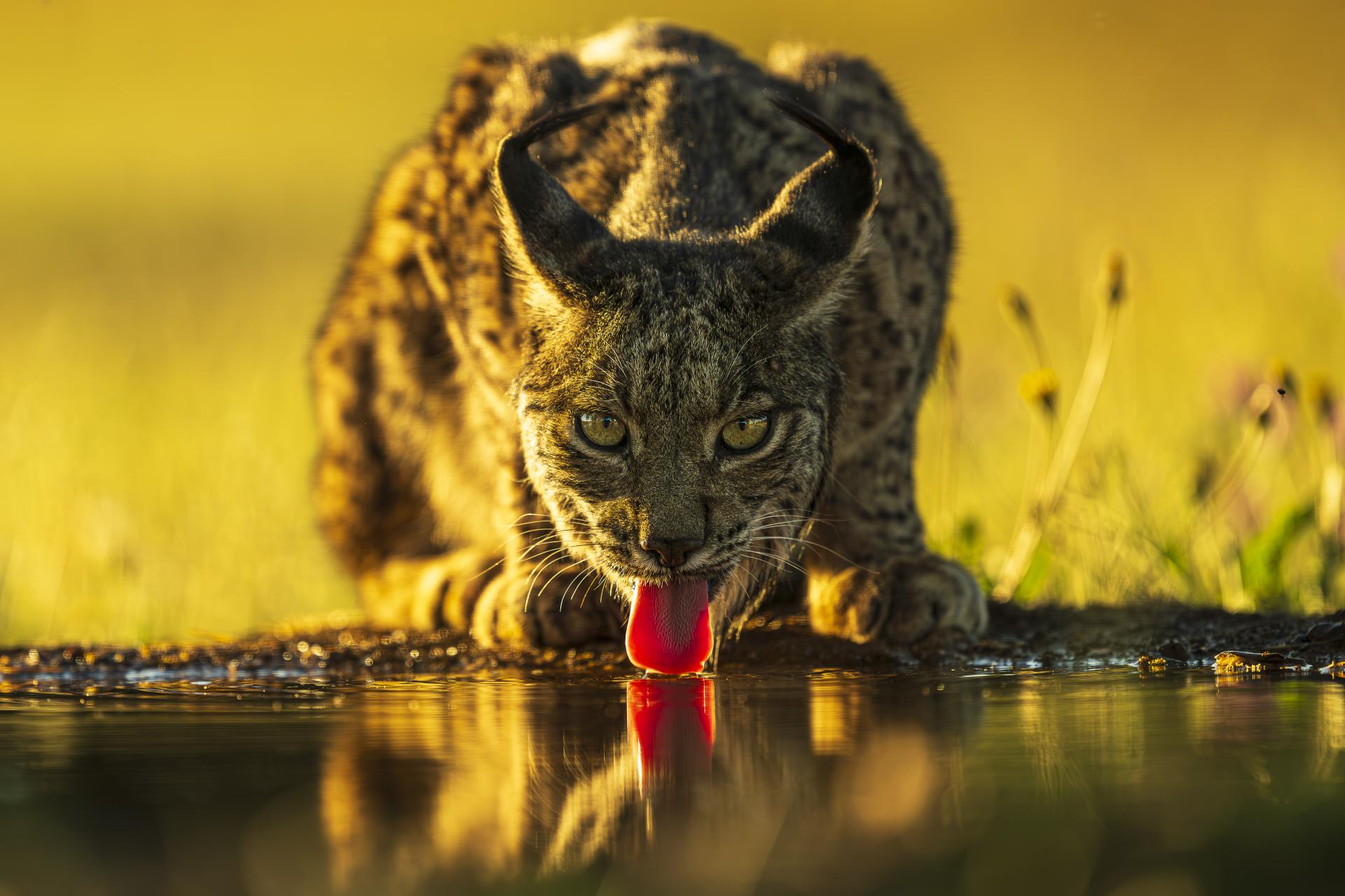 European Photography Awards Winner - Eye Contact - The Iberian Lynx