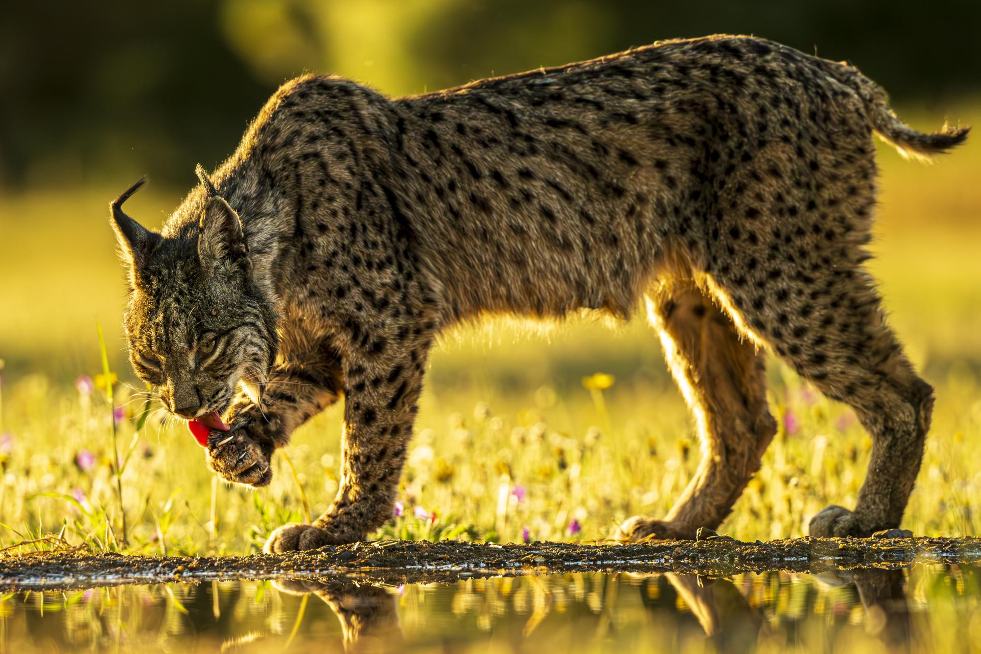 European Photography Awards Winner - Eye Contact - The Iberian Lynx