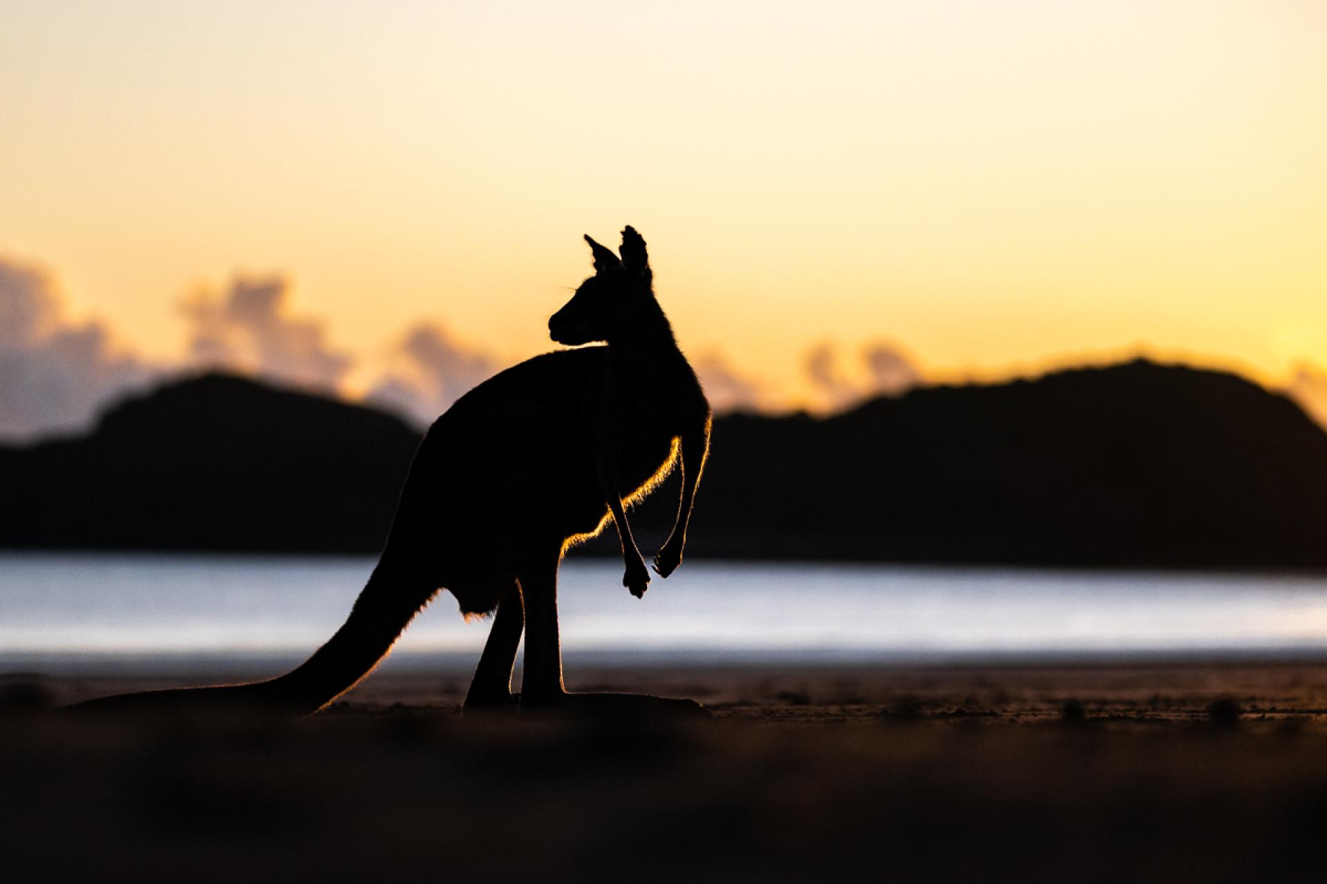 European Photography Awards Winner - Eastern Grey Kangaroo in the morning