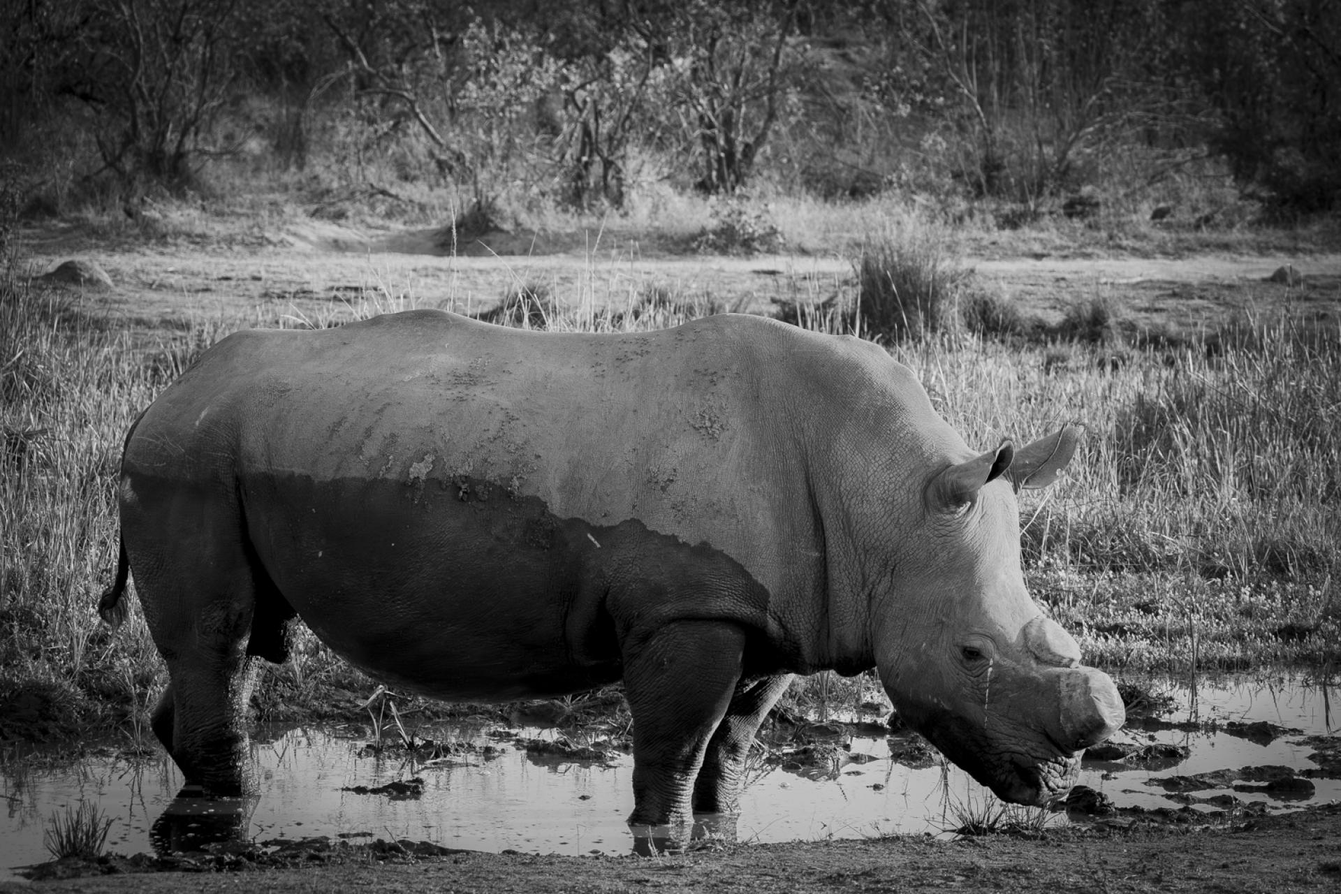 European Photography Awards Winner - Save the Rhino !