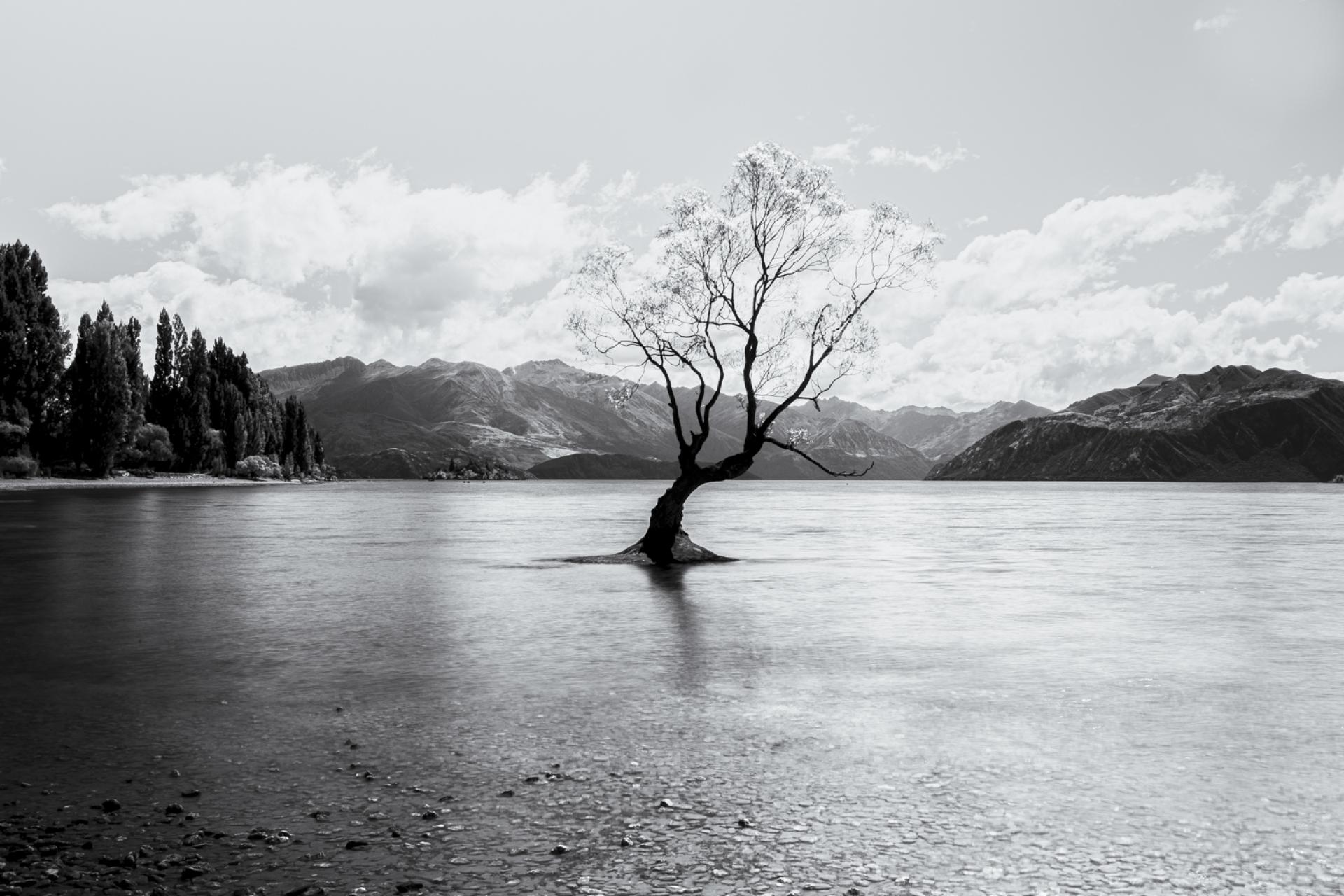 European Photography Awards Winner - Wanaka tree