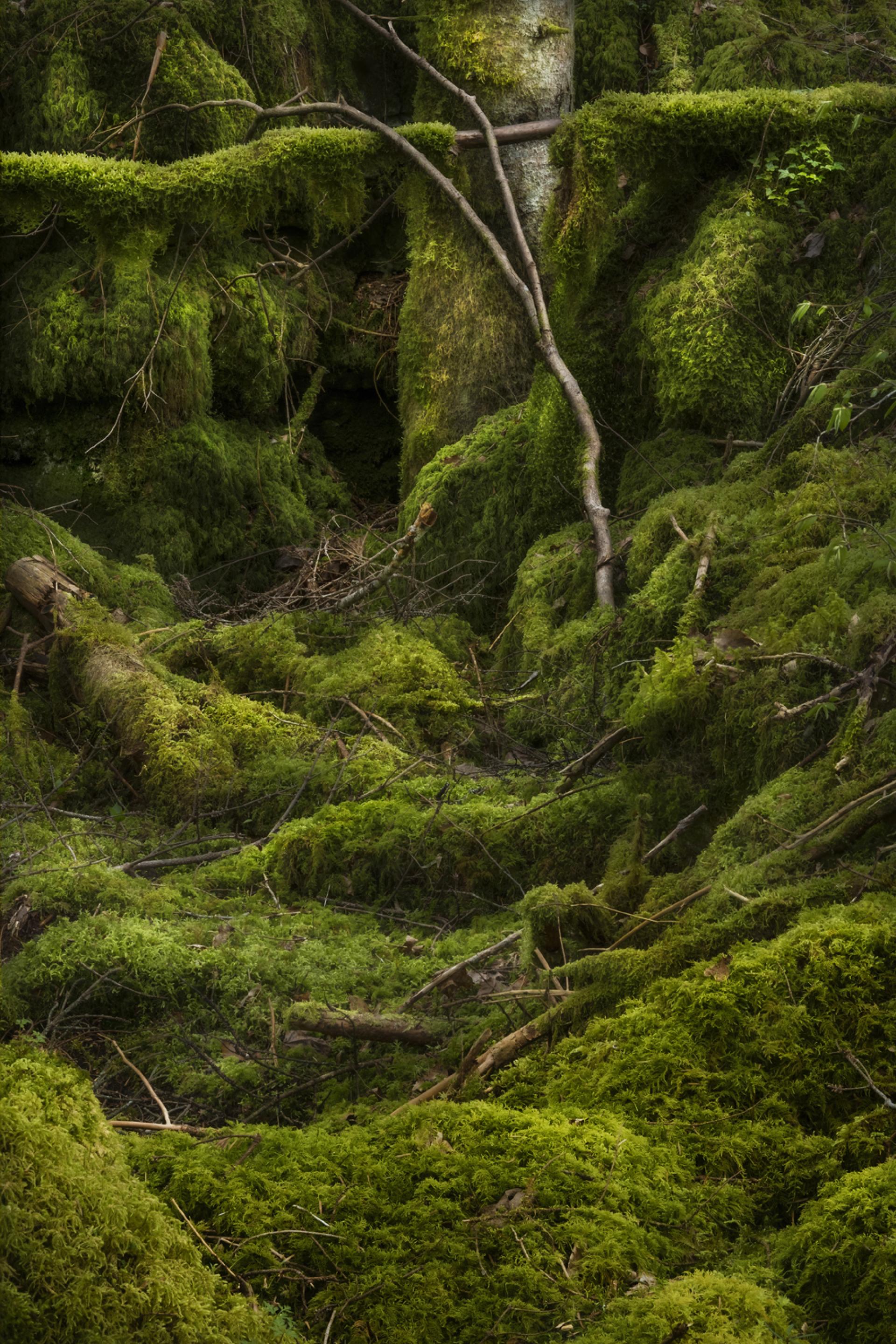 European Photography Awards Winner - in the fairy wood