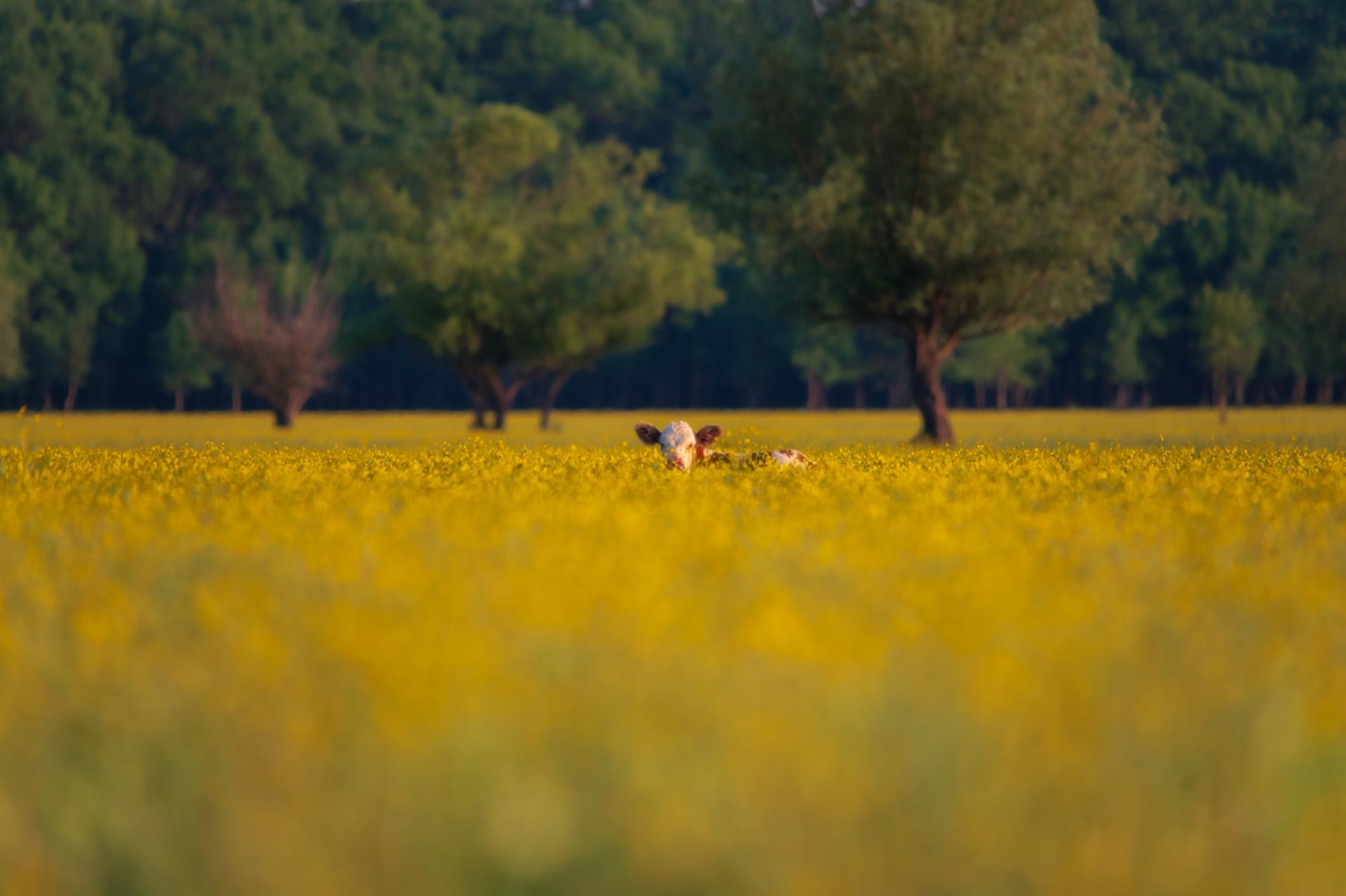 European Photography Awards Winner - Cow in the Meadow Buttercup