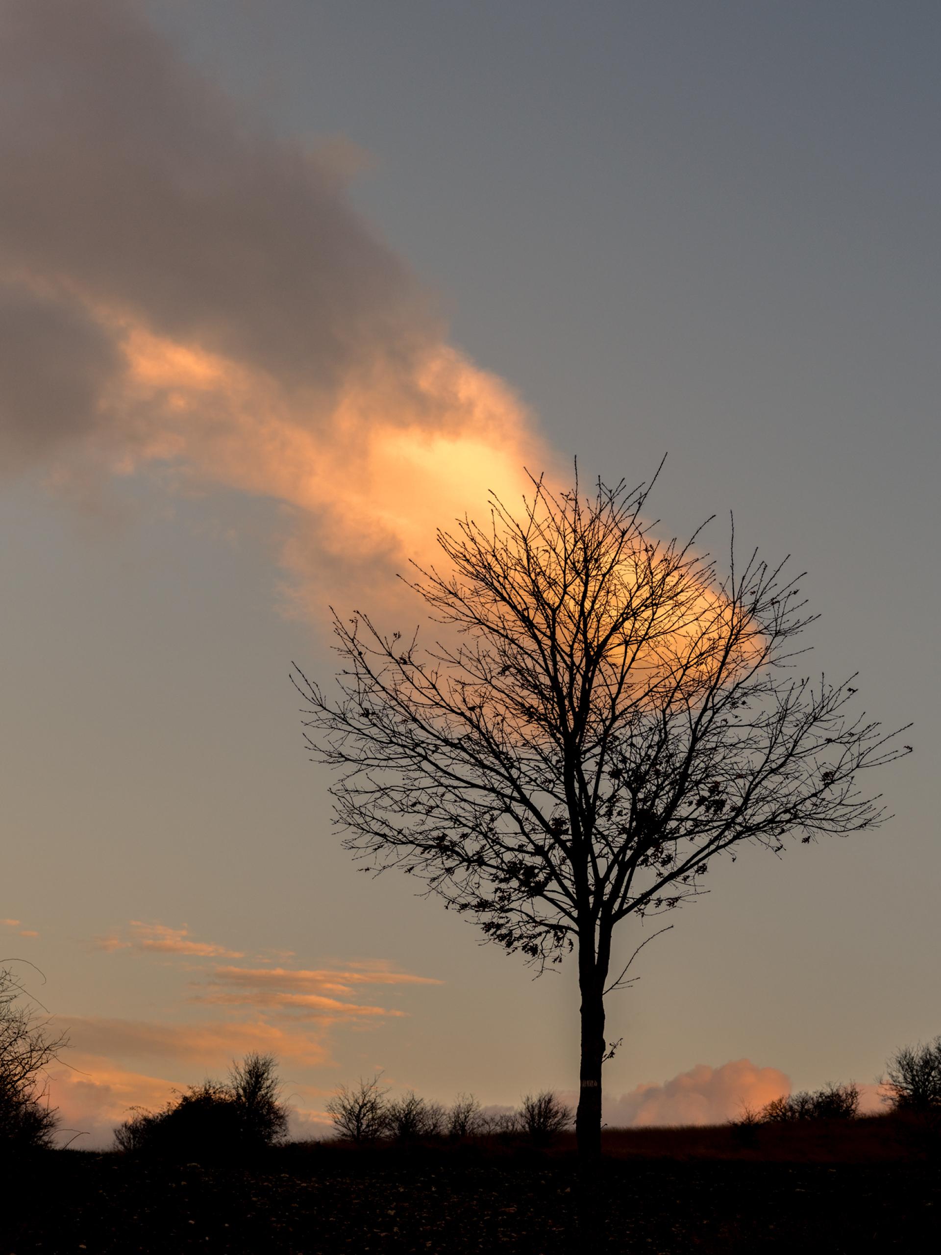 European Photography Awards Winner - The burning tree