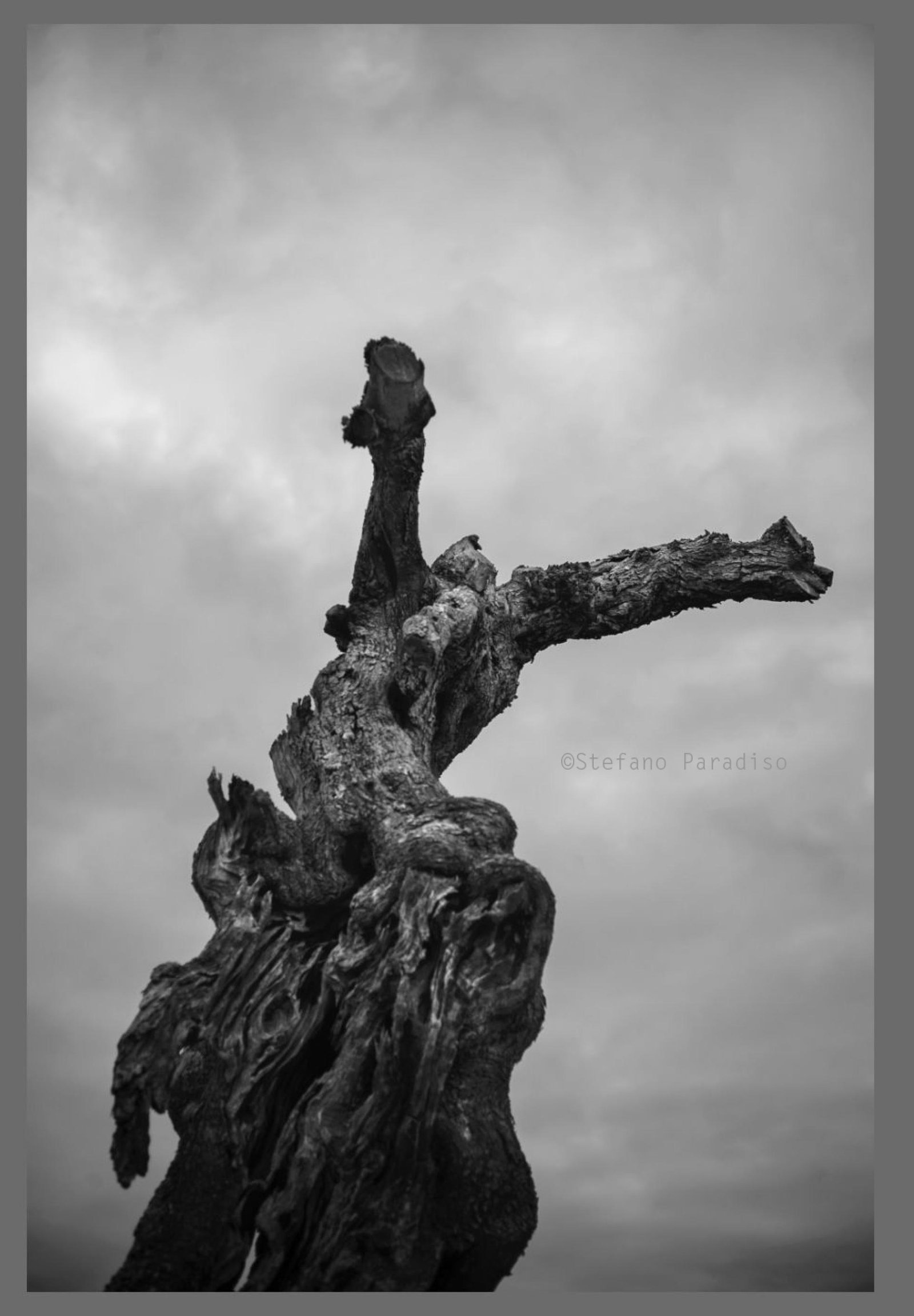 European Photography Awards Winner - Grido - Xolivo