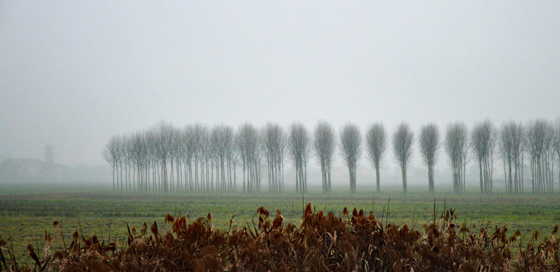 European Photography Awards Winner - paesaggio emiliano con la nebbia