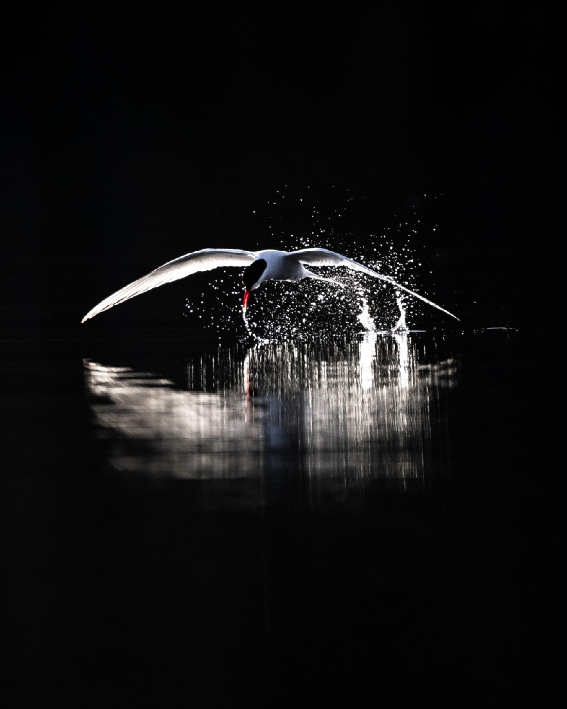 European Photography Awards Winner - Tern's Waterdance