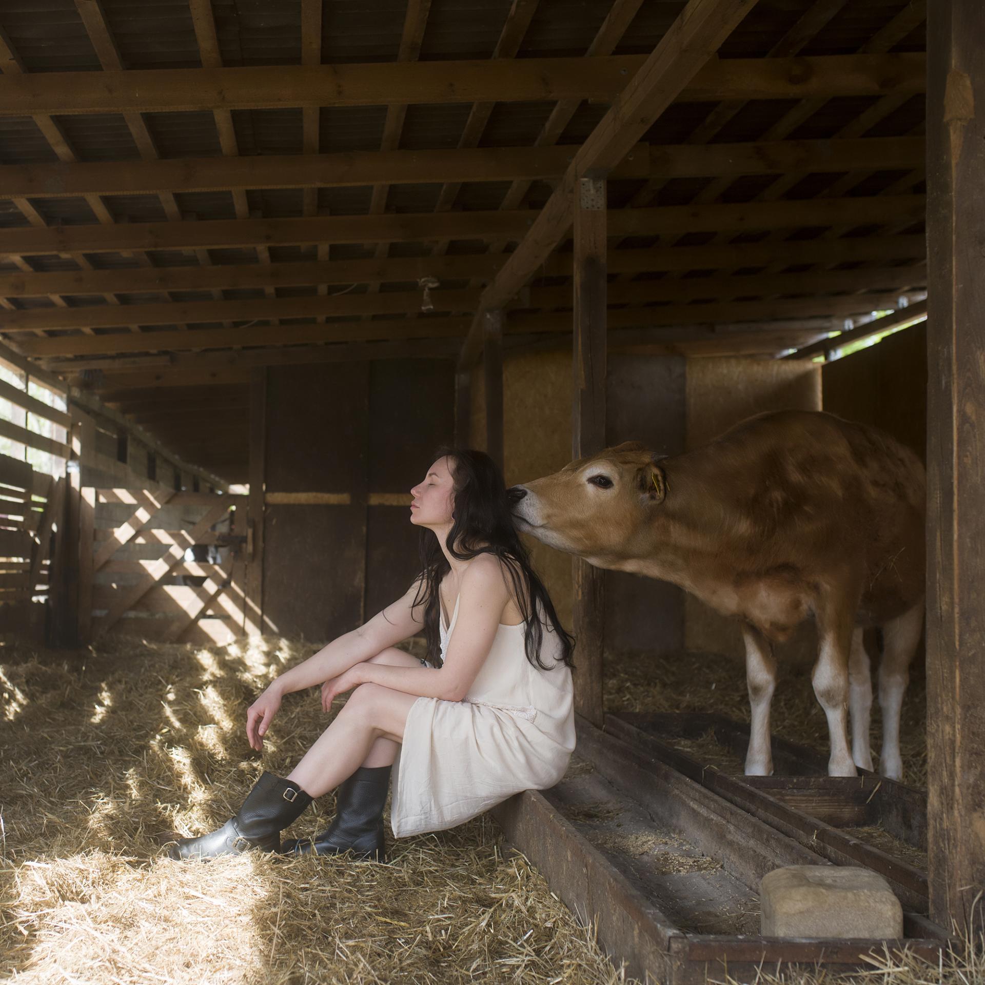 European Photography Awards Winner - Livestock (Cow) 