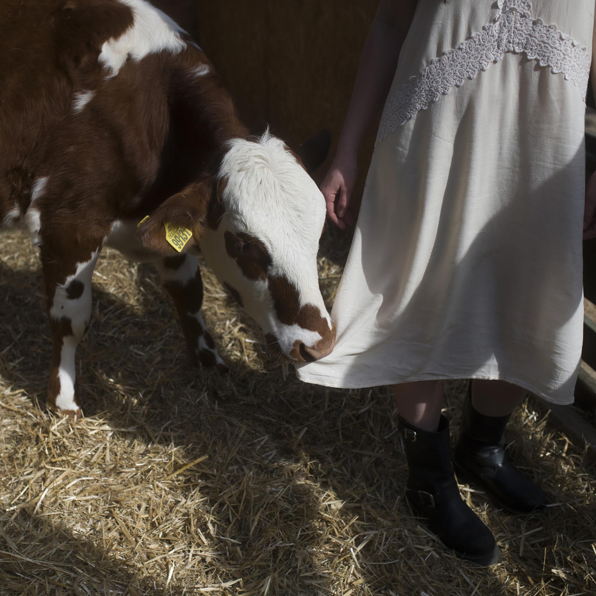 European Photography Awards Winner - Livestock (Cow) 