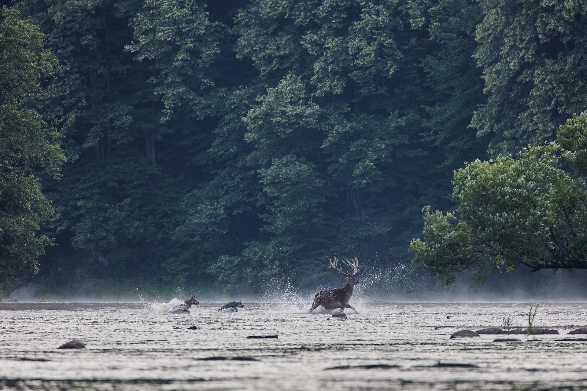 European Photography Awards Winner - The Chase