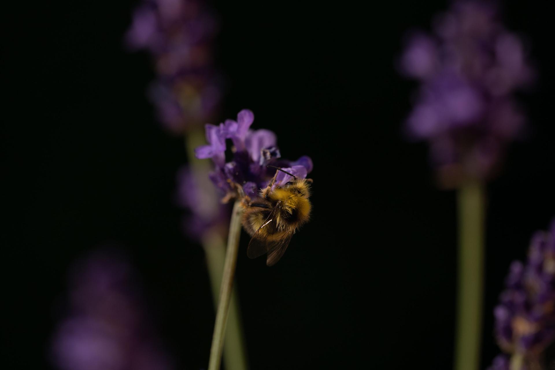 European Photography Awards Winner - Beautiful Nature