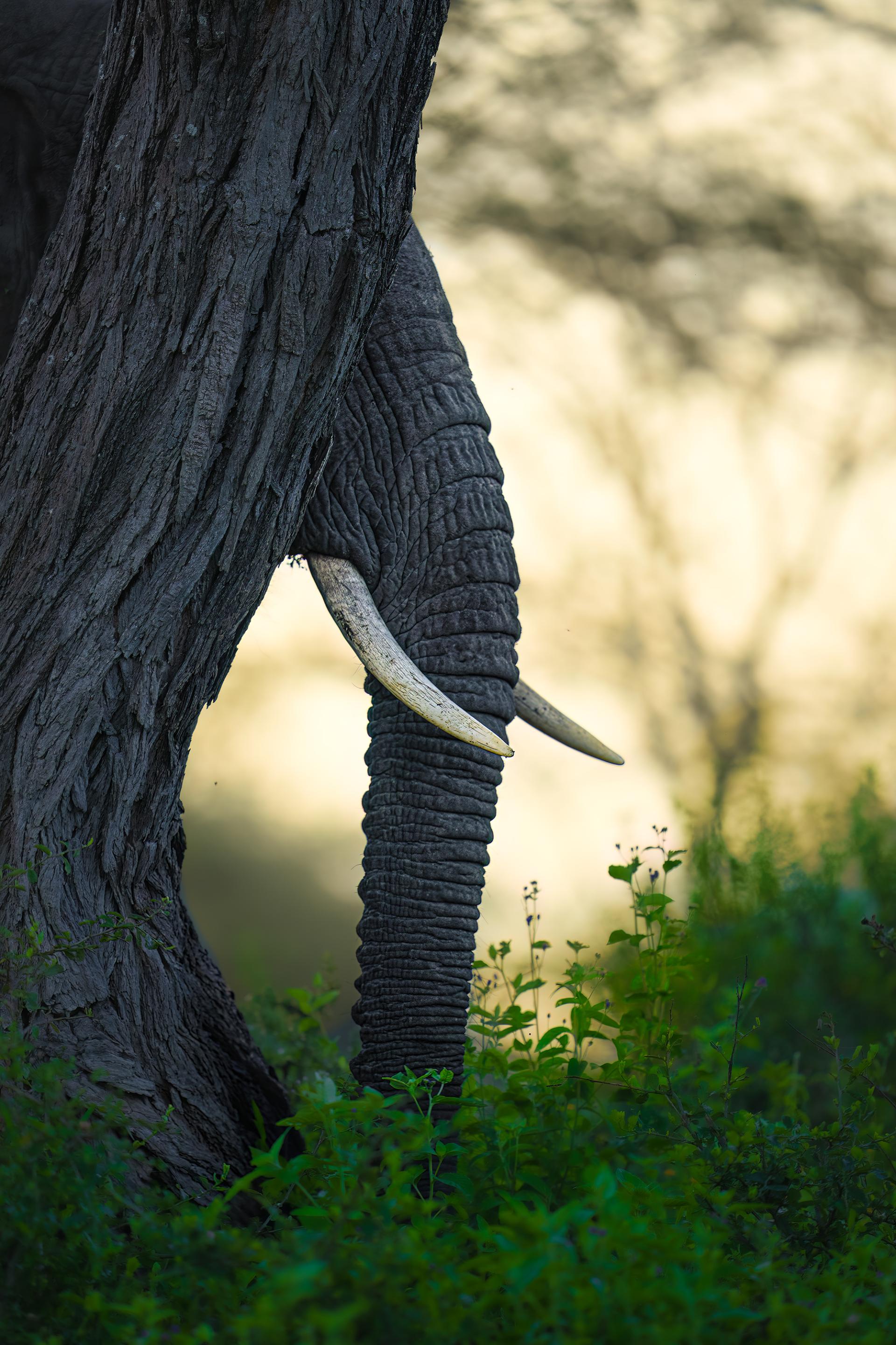 European Photography Awards Winner - Peekaboo!