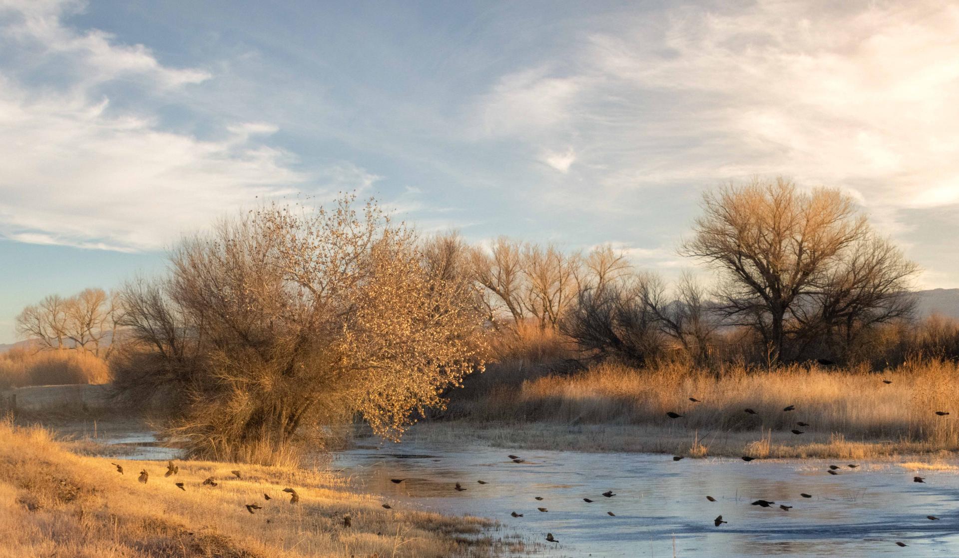 European Photography Awards Winner - Early Morning Blackbirds, Bosque Del Apache