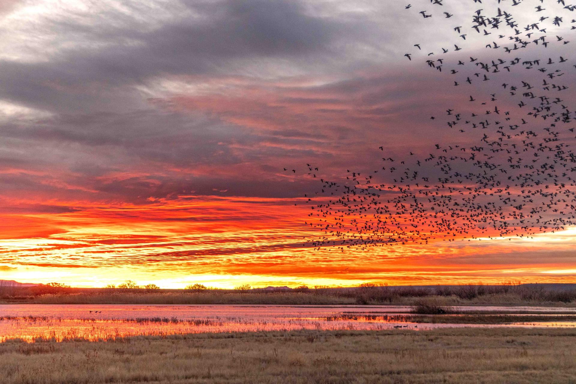 European Photography Awards Winner - Geese Celebrating the Dawn