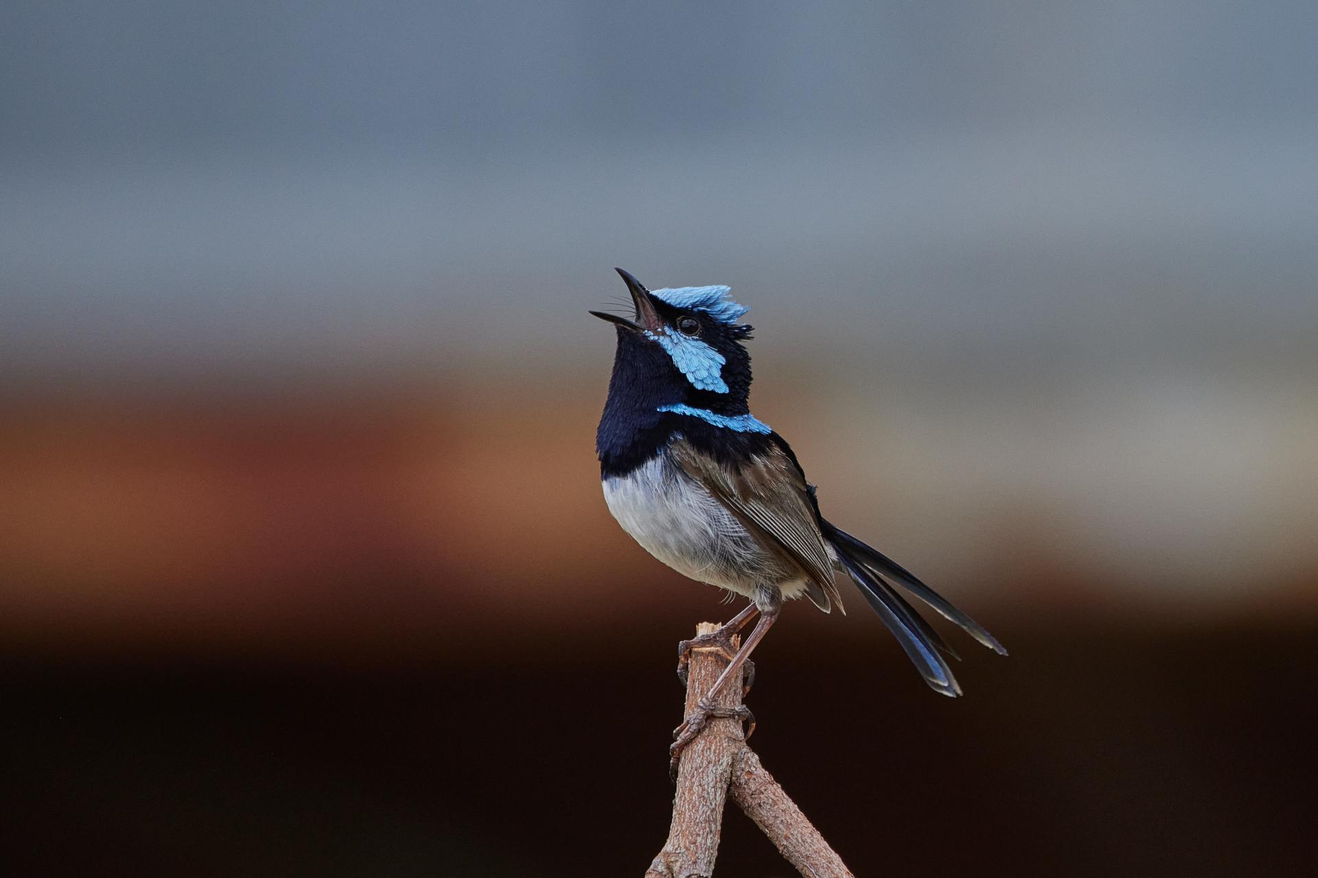 European Photography Awards Winner - Superb Fairy Wren