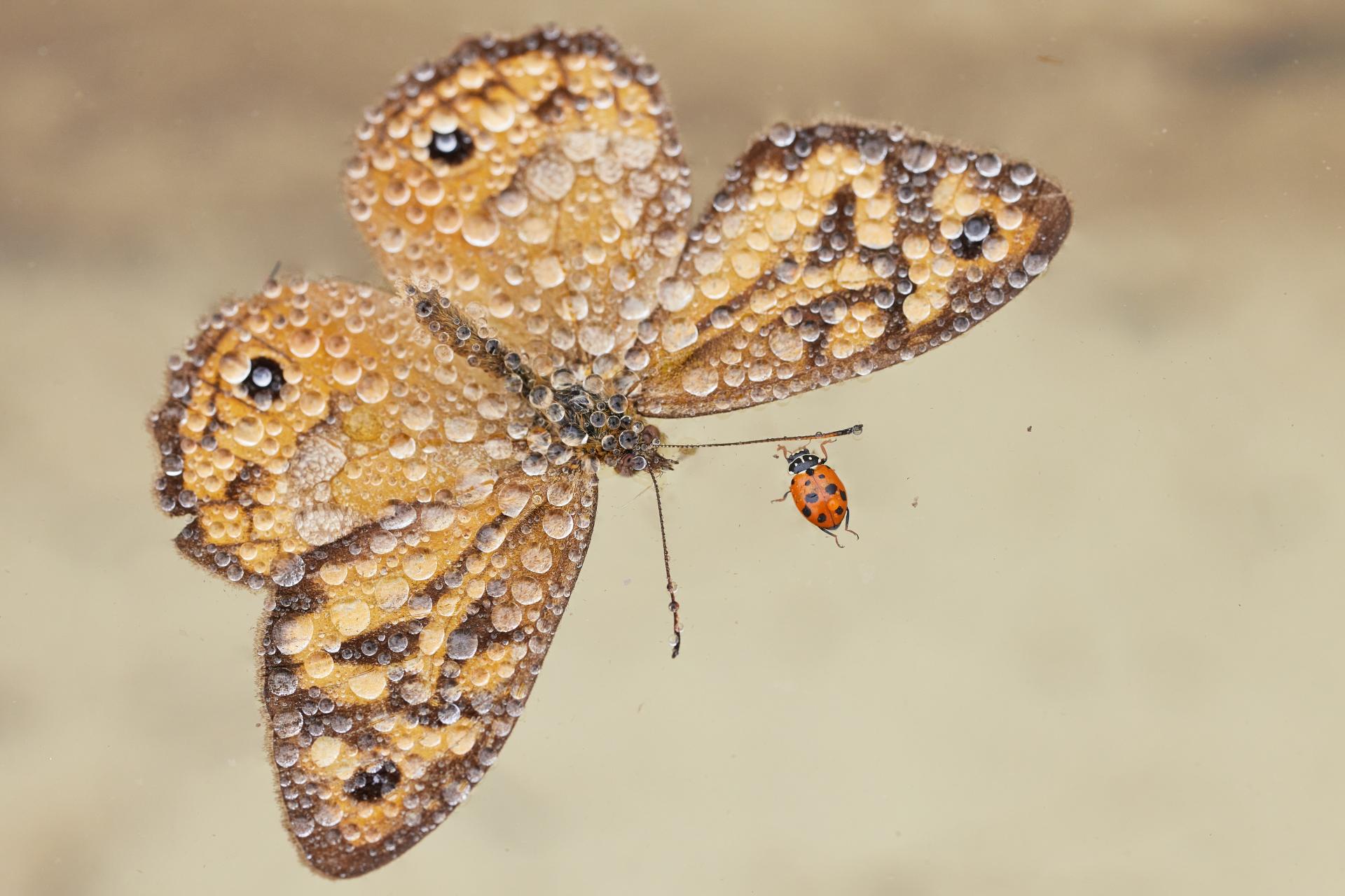 European Photography Awards Winner - Freestyle