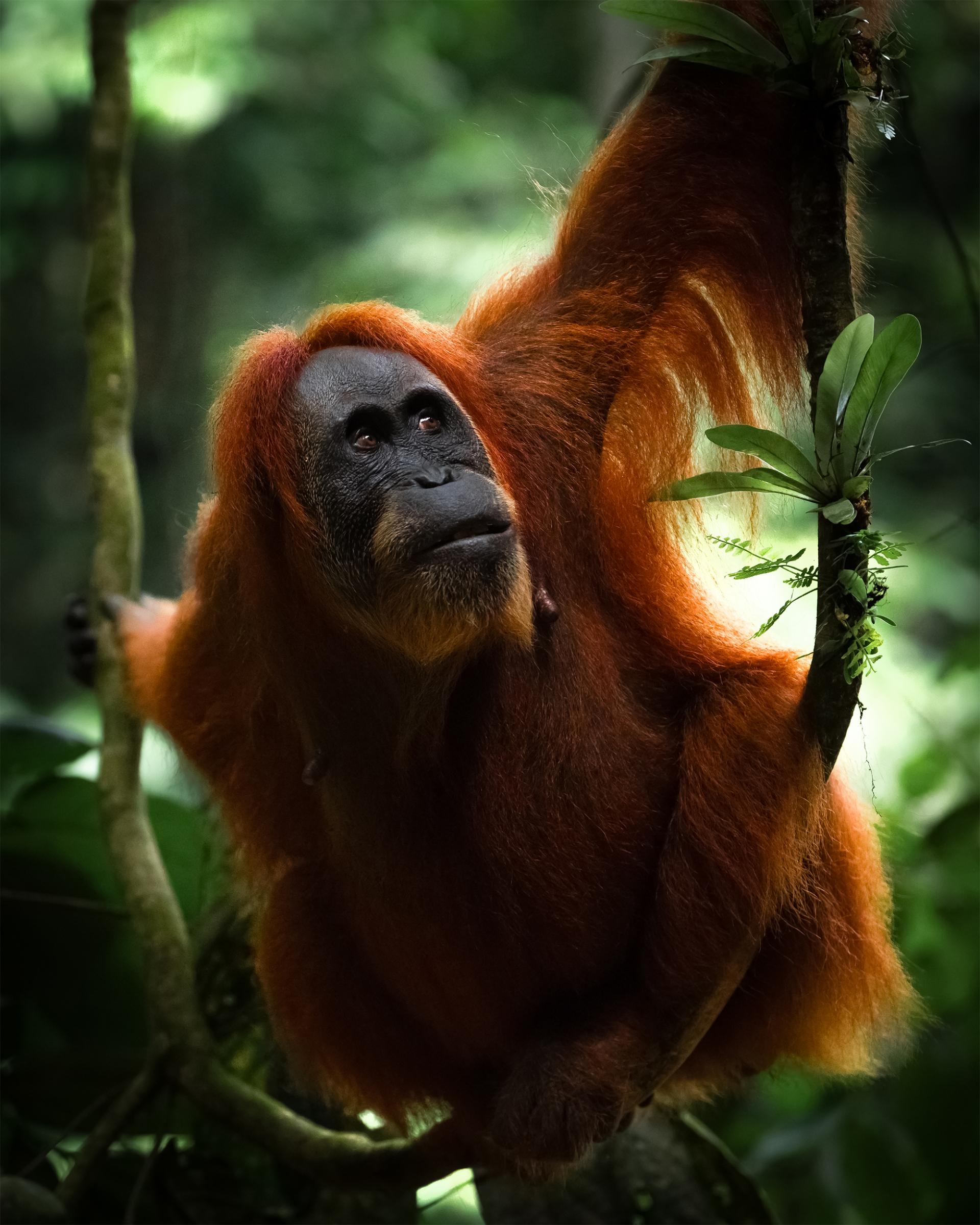 European Photography Awards Winner - Embers of the Wild