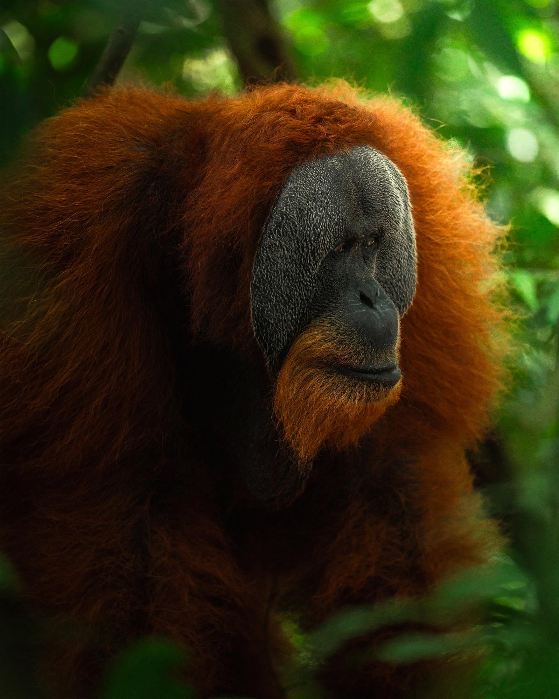 European Photography Awards Winner - Embers of the Wild