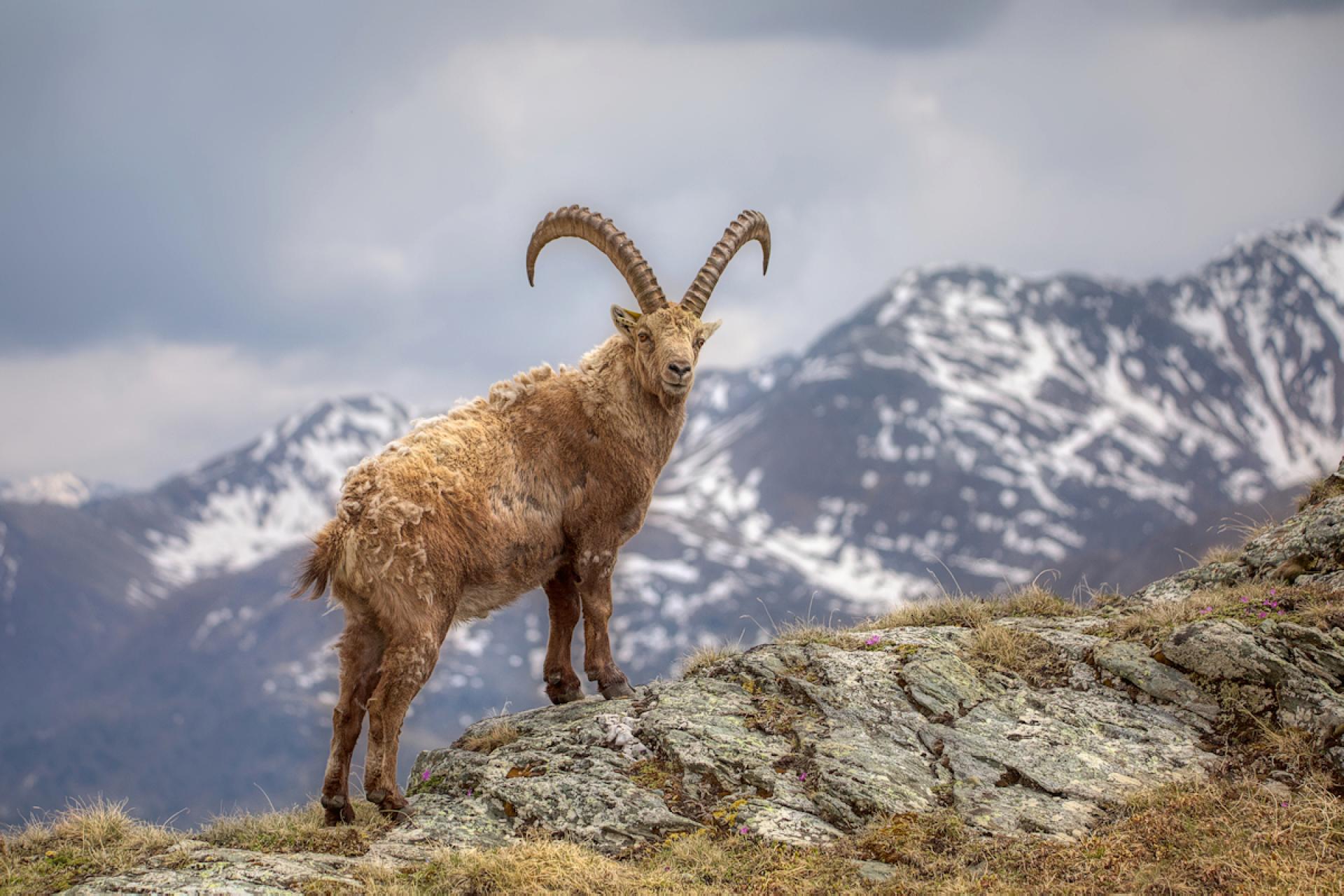 European Photography Awards Winner - the king of the alps in his kingdom