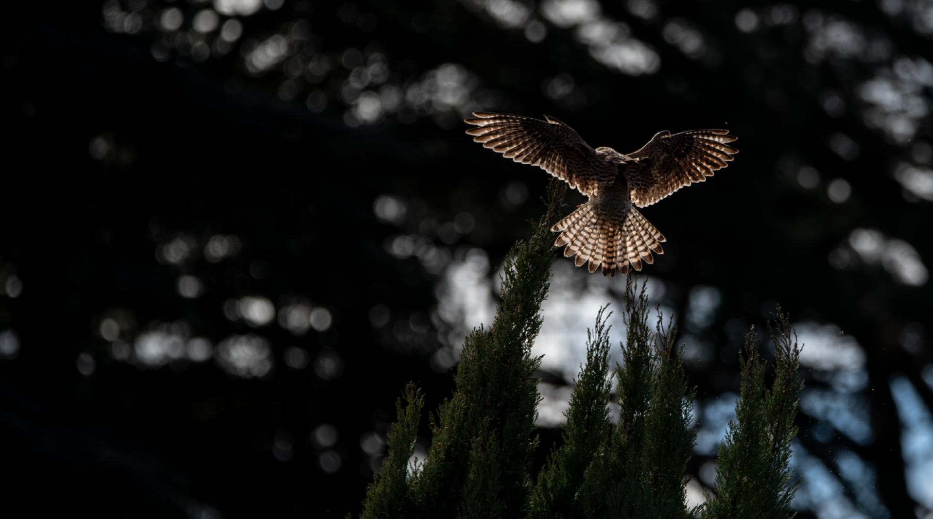 European Photography Awards Winner - Rencontre avec 2 rapaces