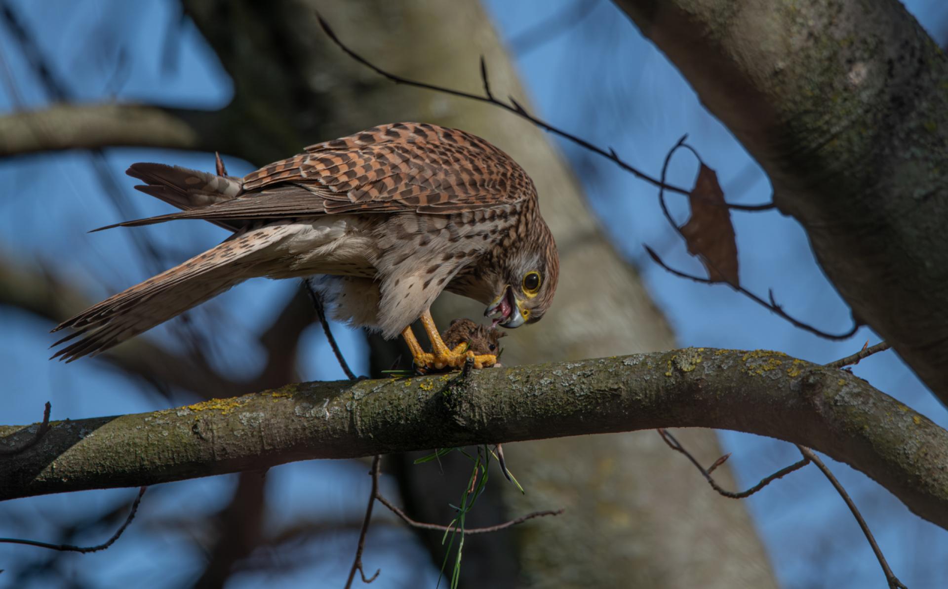 European Photography Awards Winner - Rencontre avec 2 rapaces