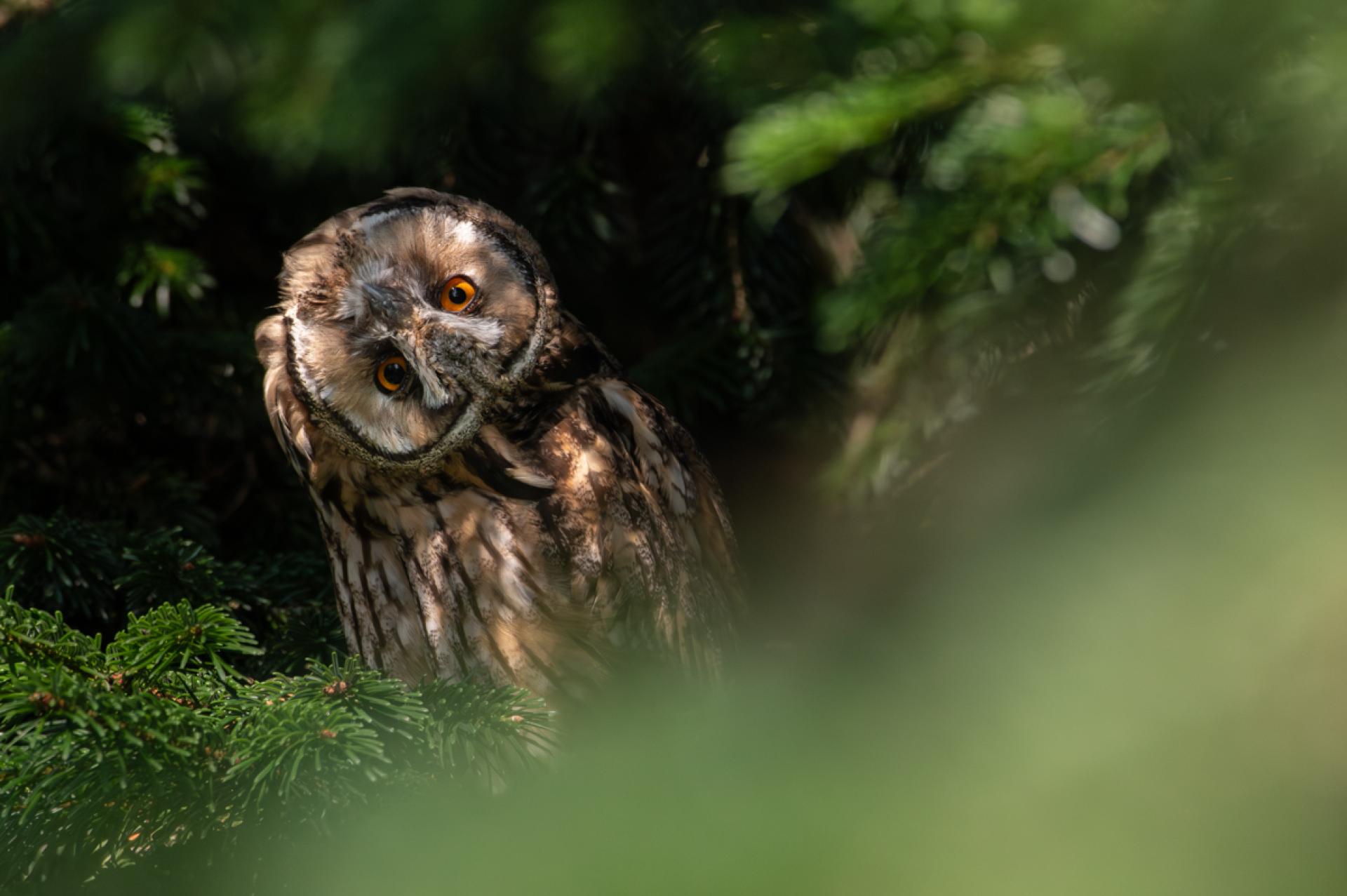 European Photography Awards Winner - Rencontre avec 2 rapaces