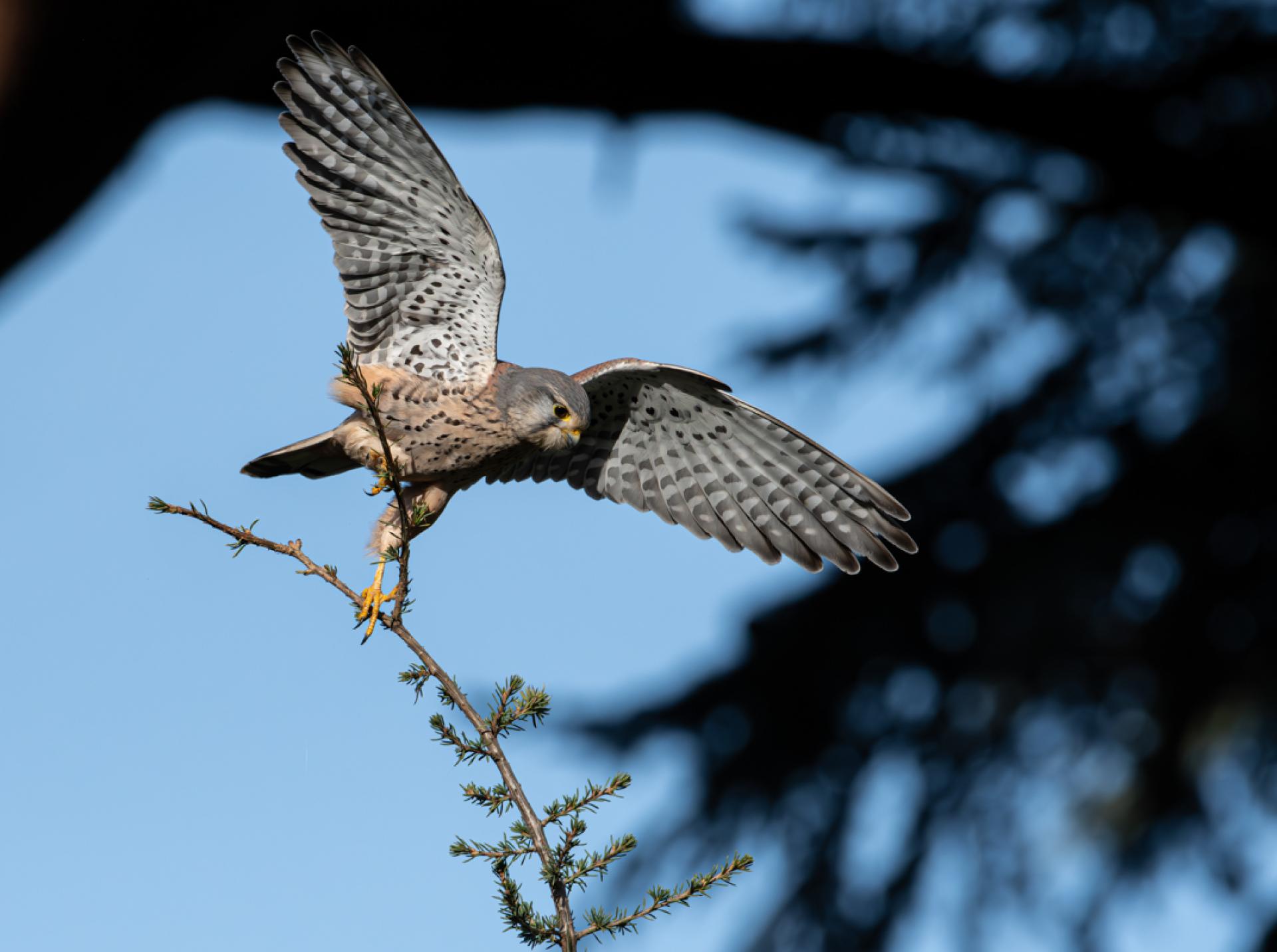 European Photography Awards Winner - Rencontre avec 2 rapaces