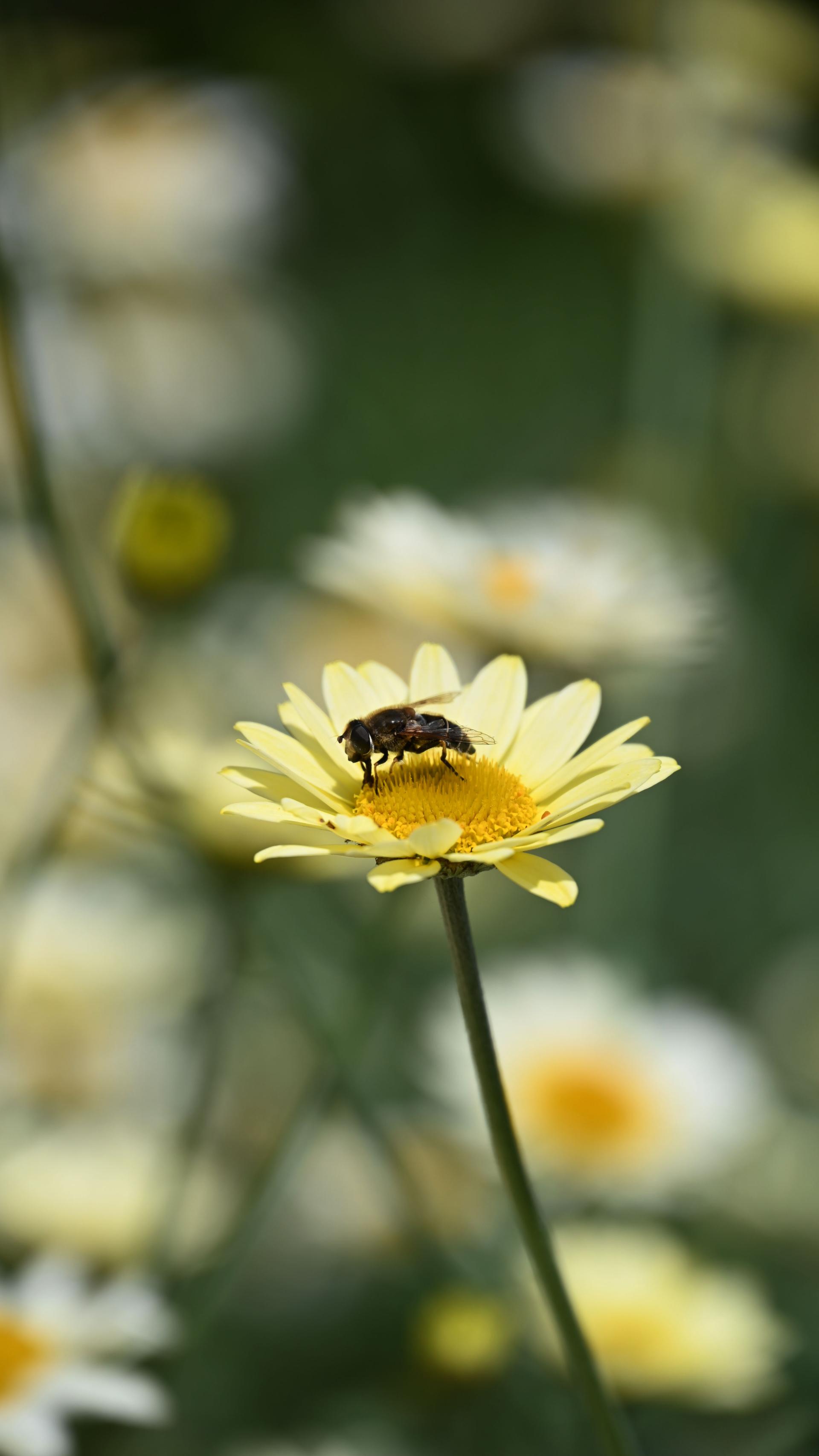 European Photography Awards Winner - Flowers - Expressions and Impressions