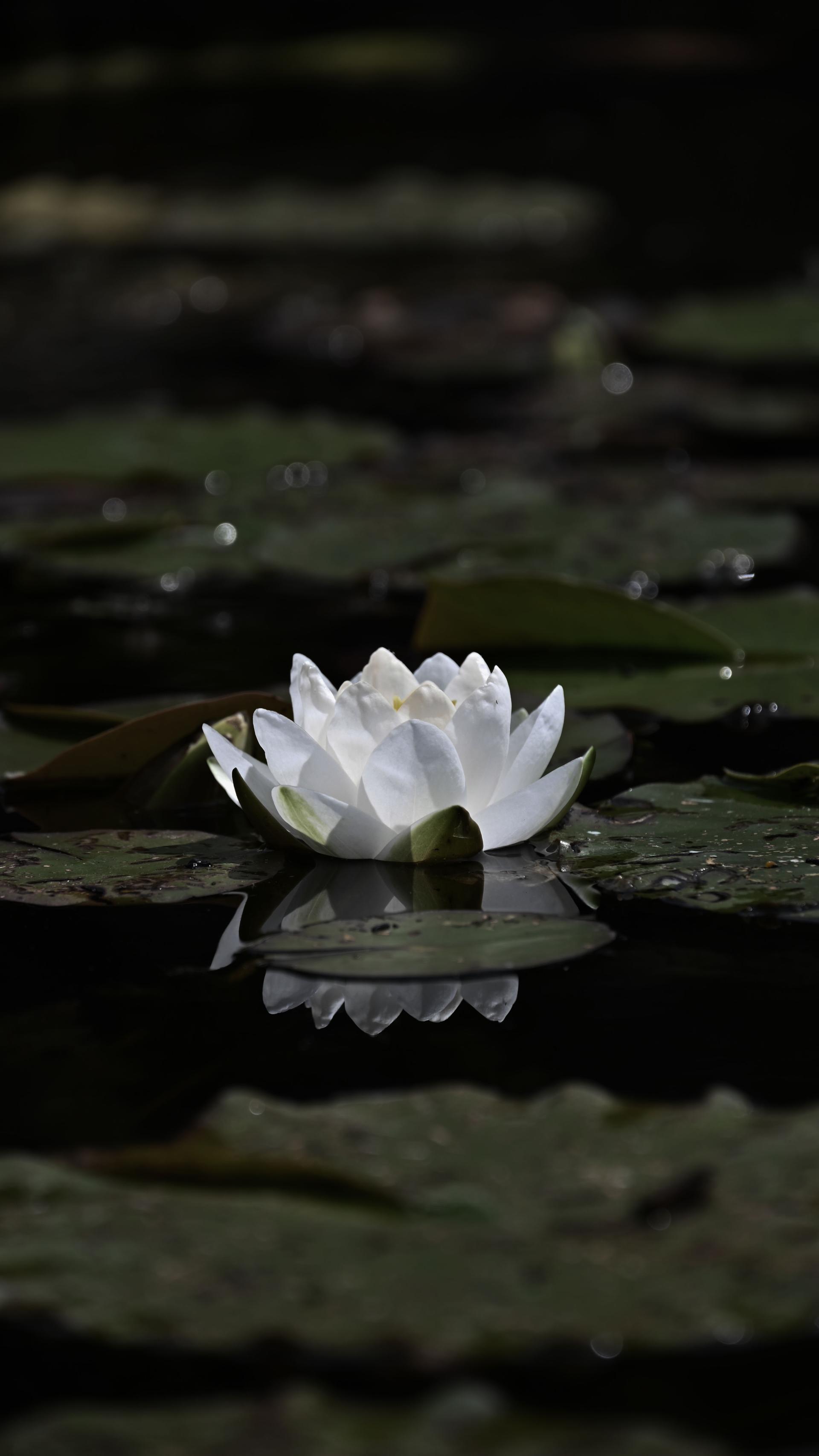 European Photography Awards Winner - Flowers - Expressions and Impressions