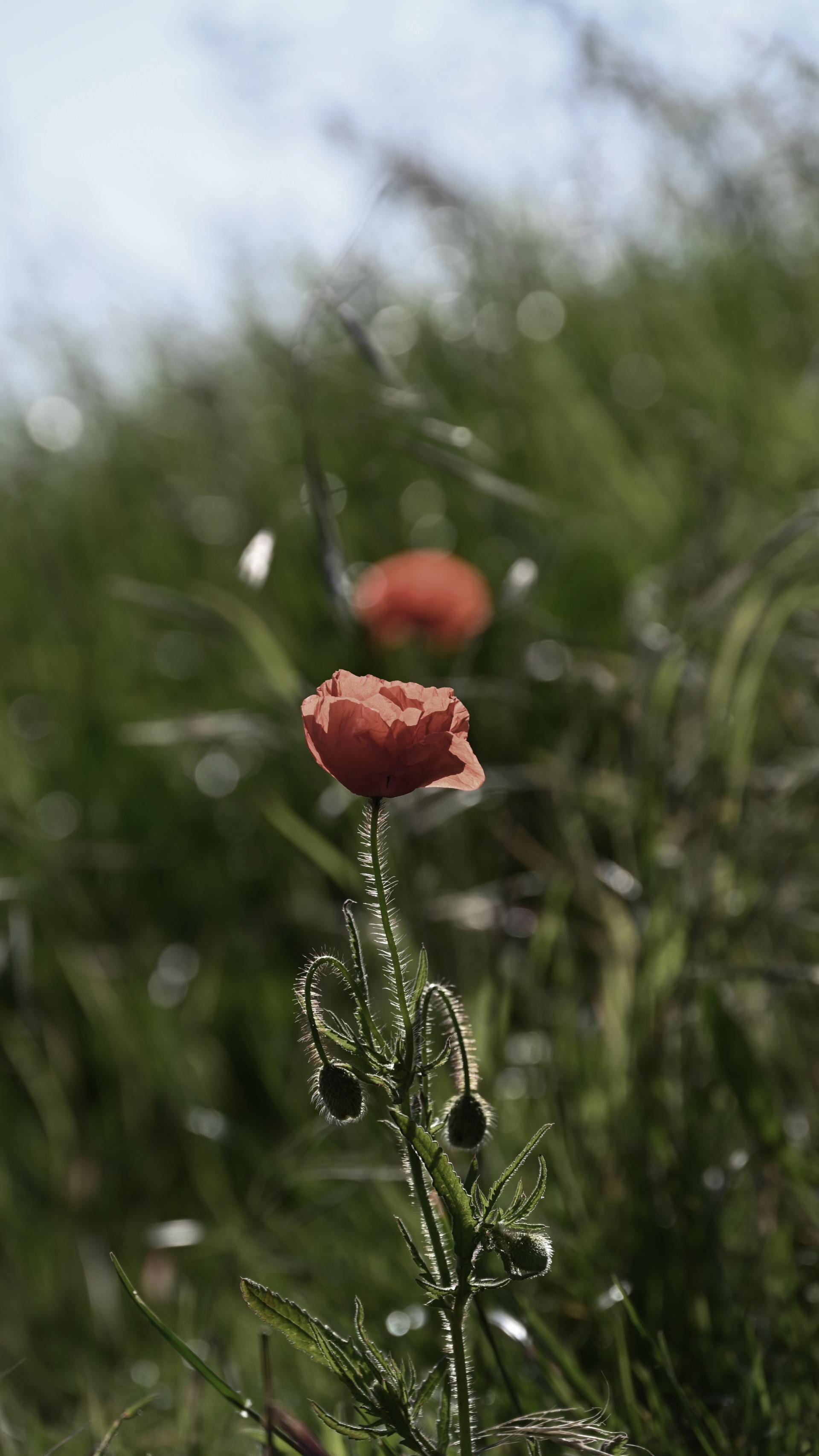 European Photography Awards Winner - Flowers - Expressions and Impressions