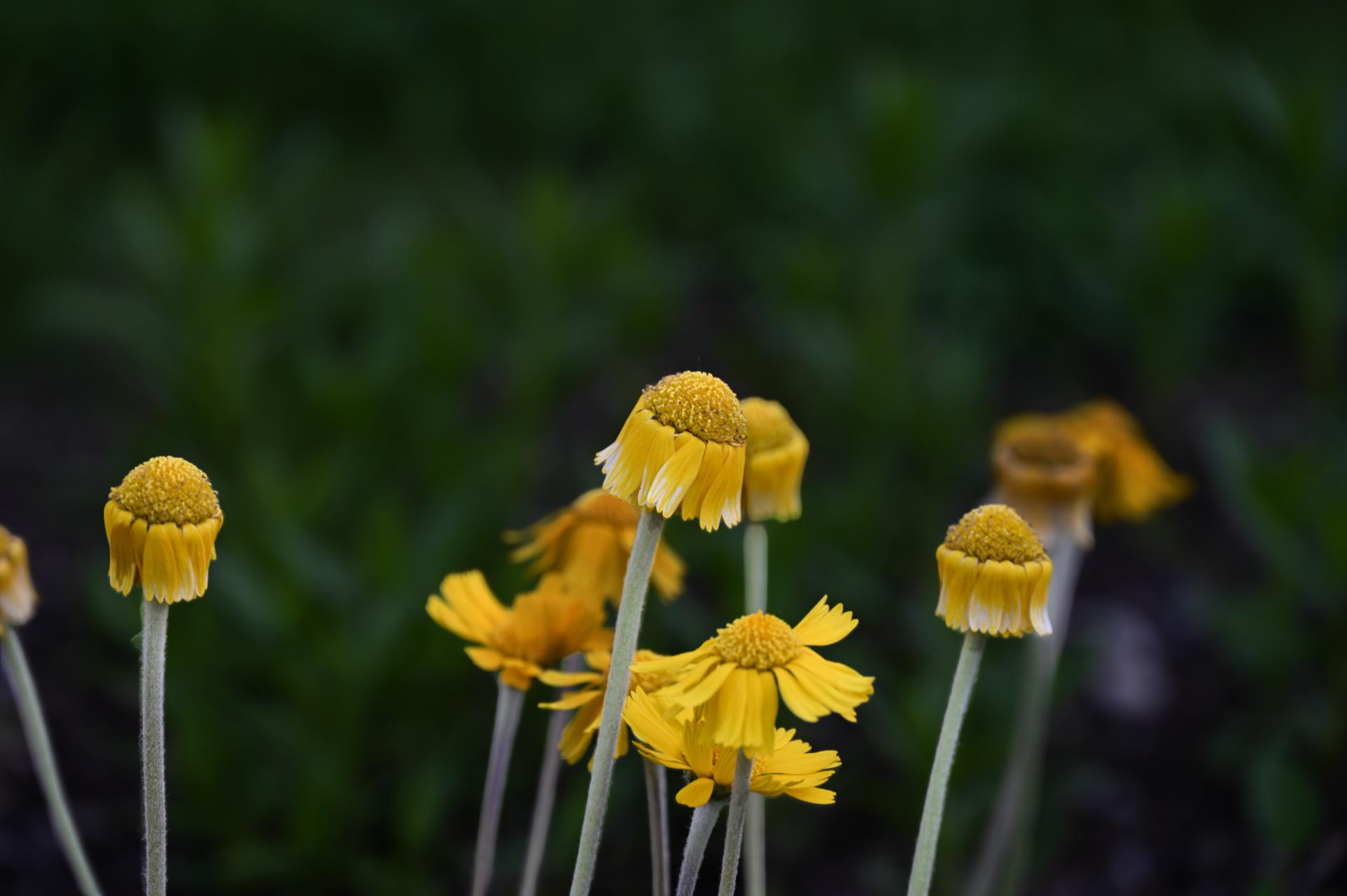 European Photography Awards Winner - Flowers - Expressions and Impressions